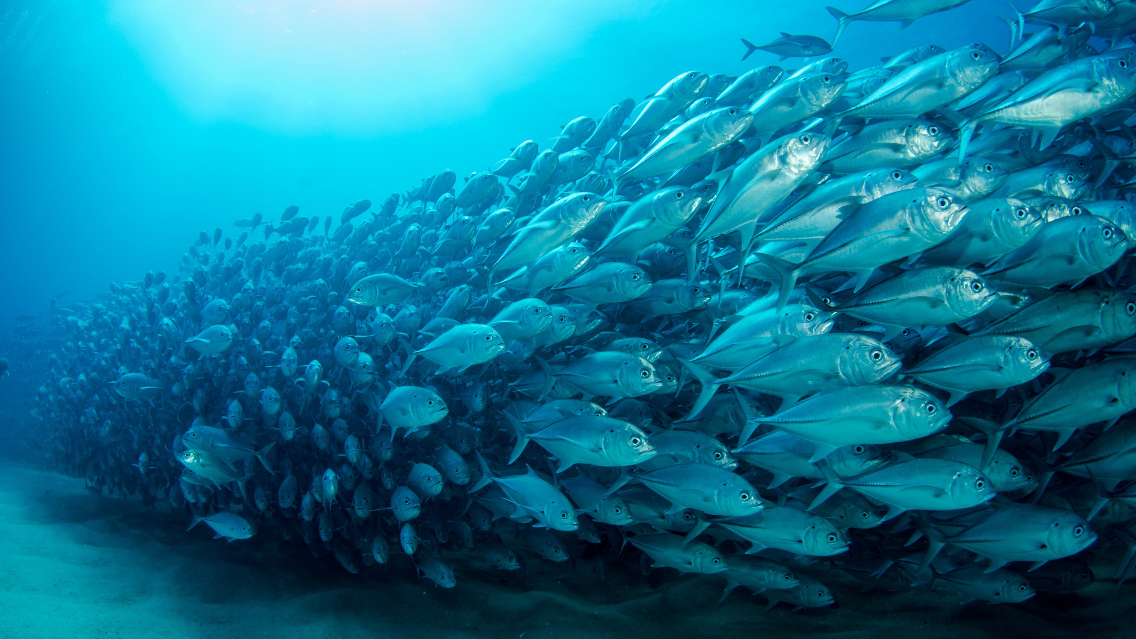 Fishes, Animal, Fish, Underwater, Sea