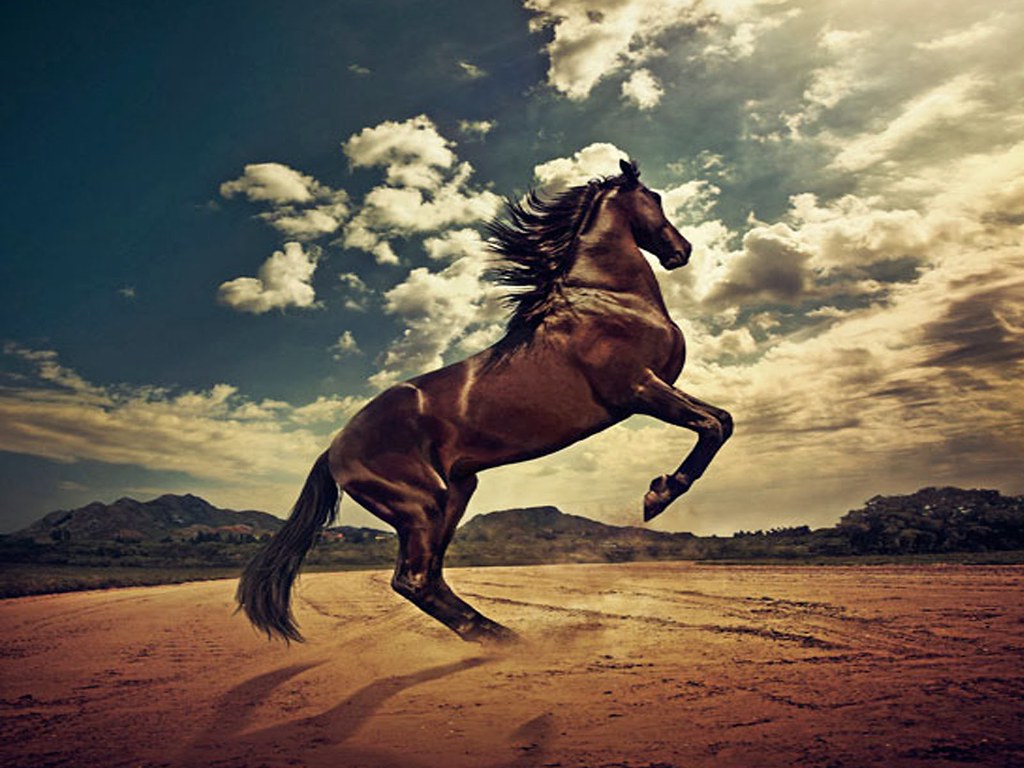 Beautiful wallpaper 3D horse wallpape