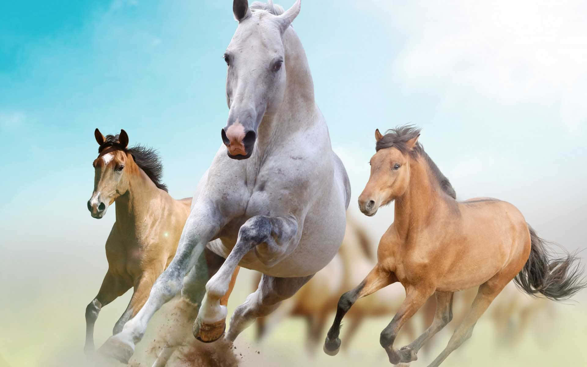 Pretty Horse Picture
