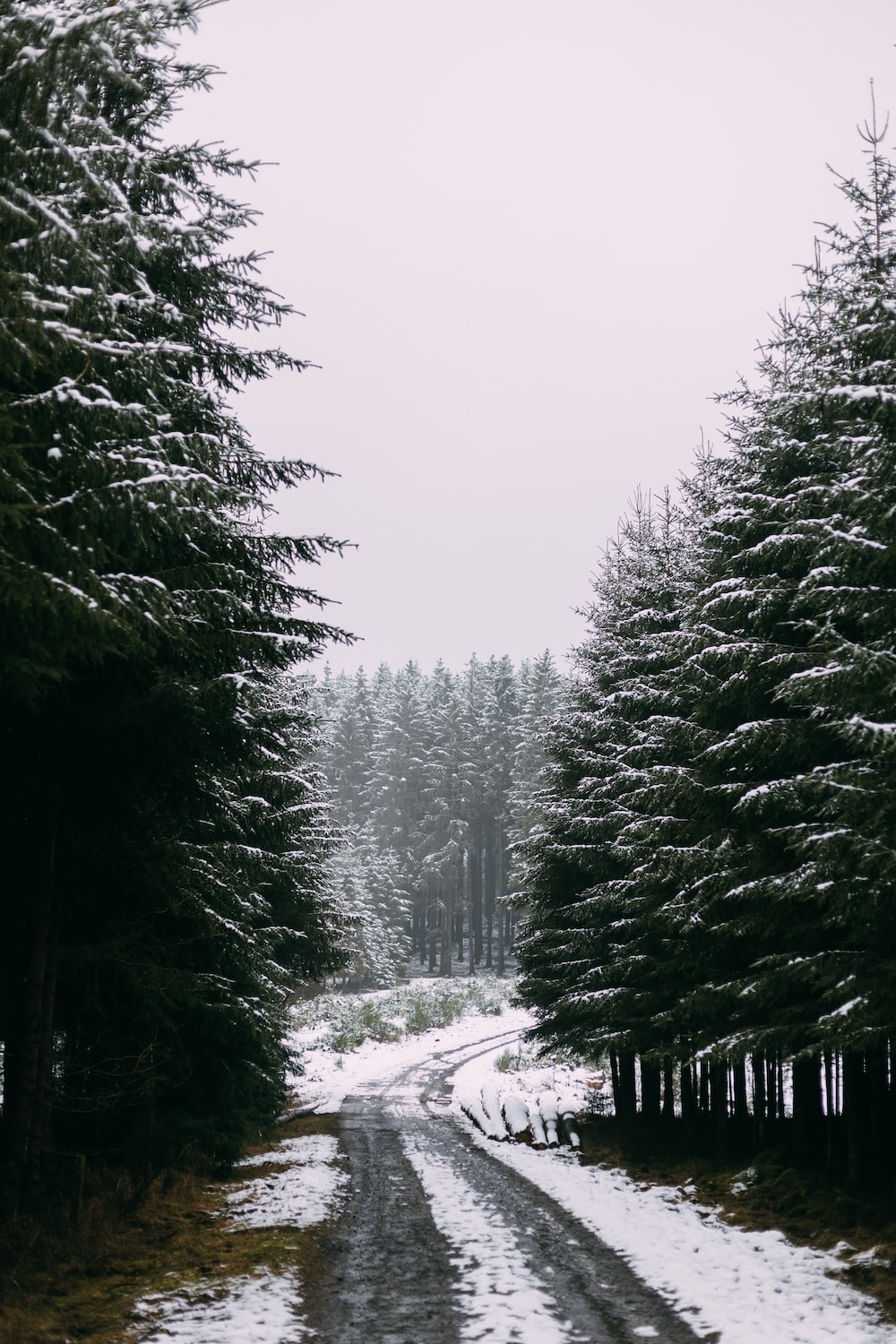 Green trees on snow covered ground during daytime photo