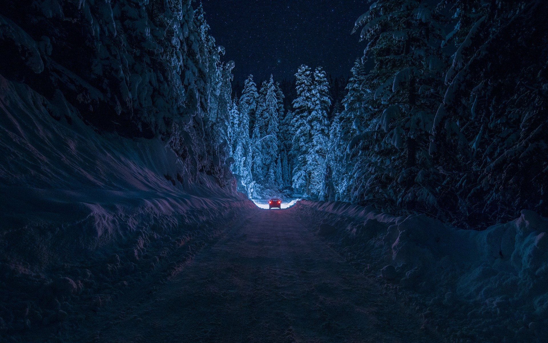 winter, snow, night, forest, nature