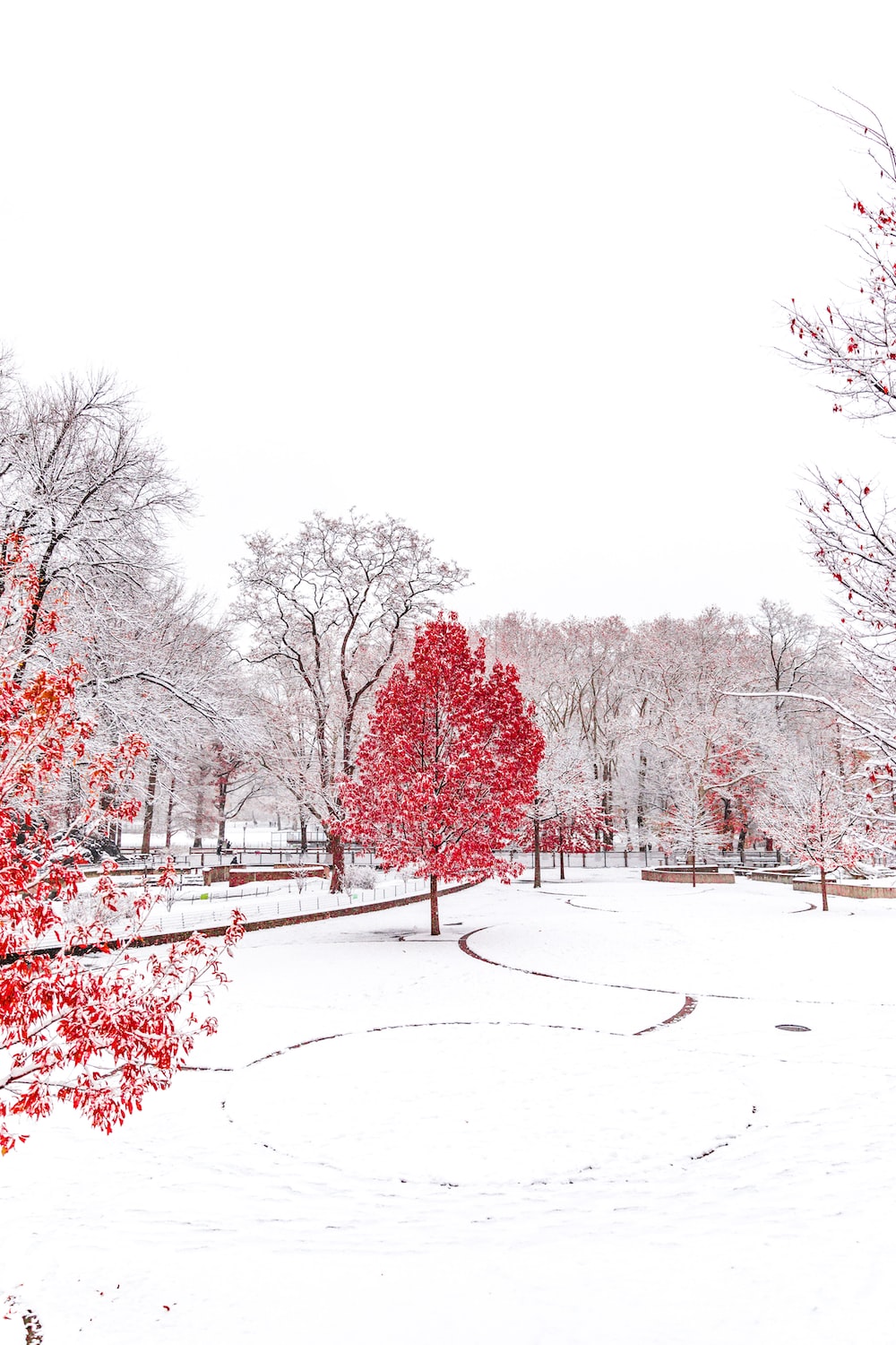 Snow Covered Park With Red Trees Photo