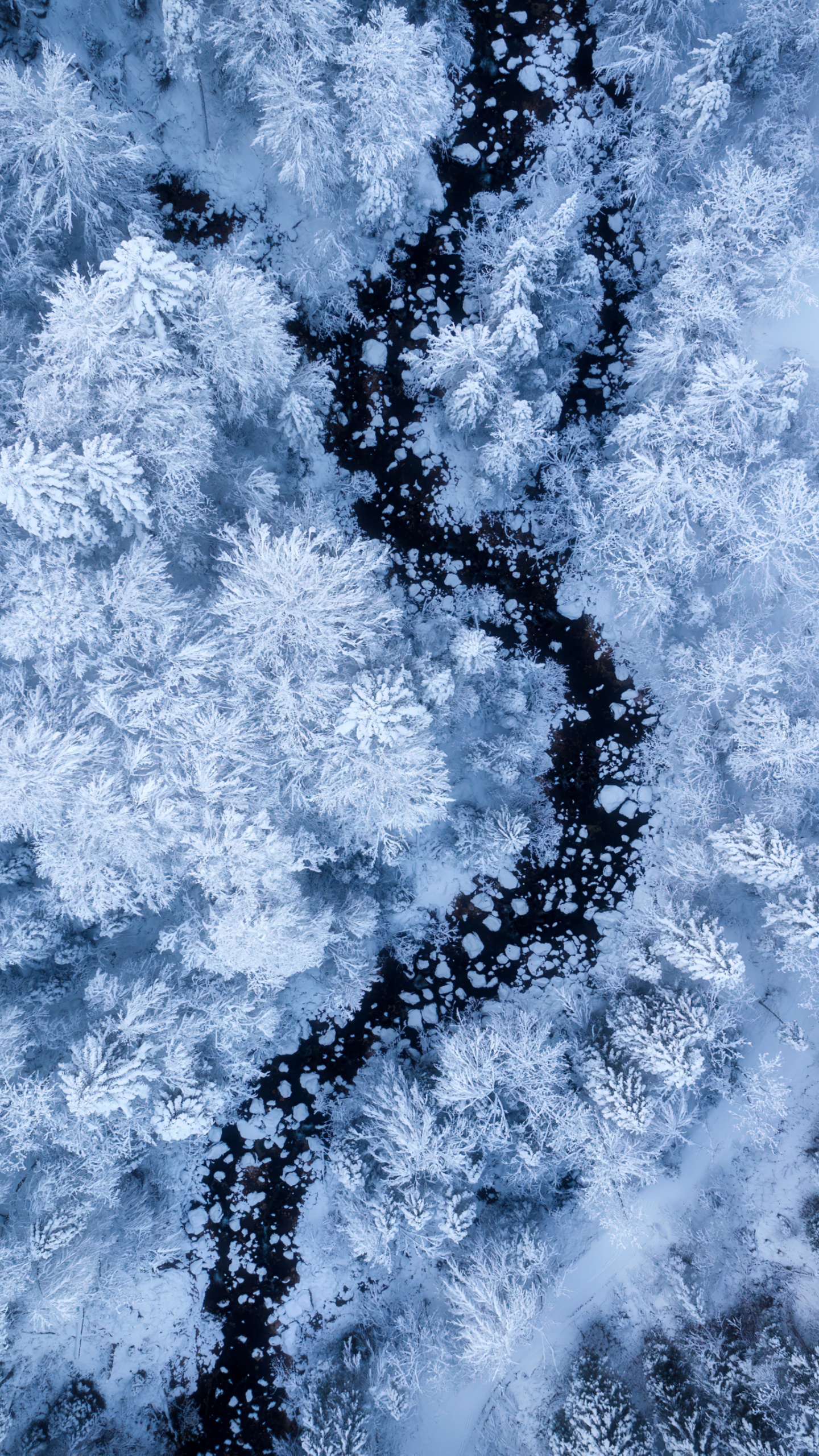 Snow covered winter forest aerial view