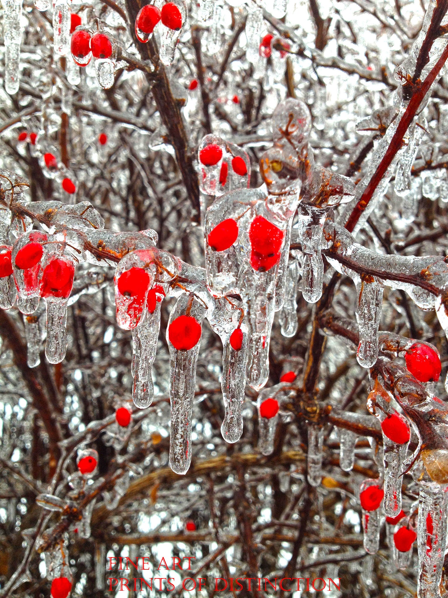Red Fall Berries Covered with Ice Seasonal Art Print. Brandywine General Store