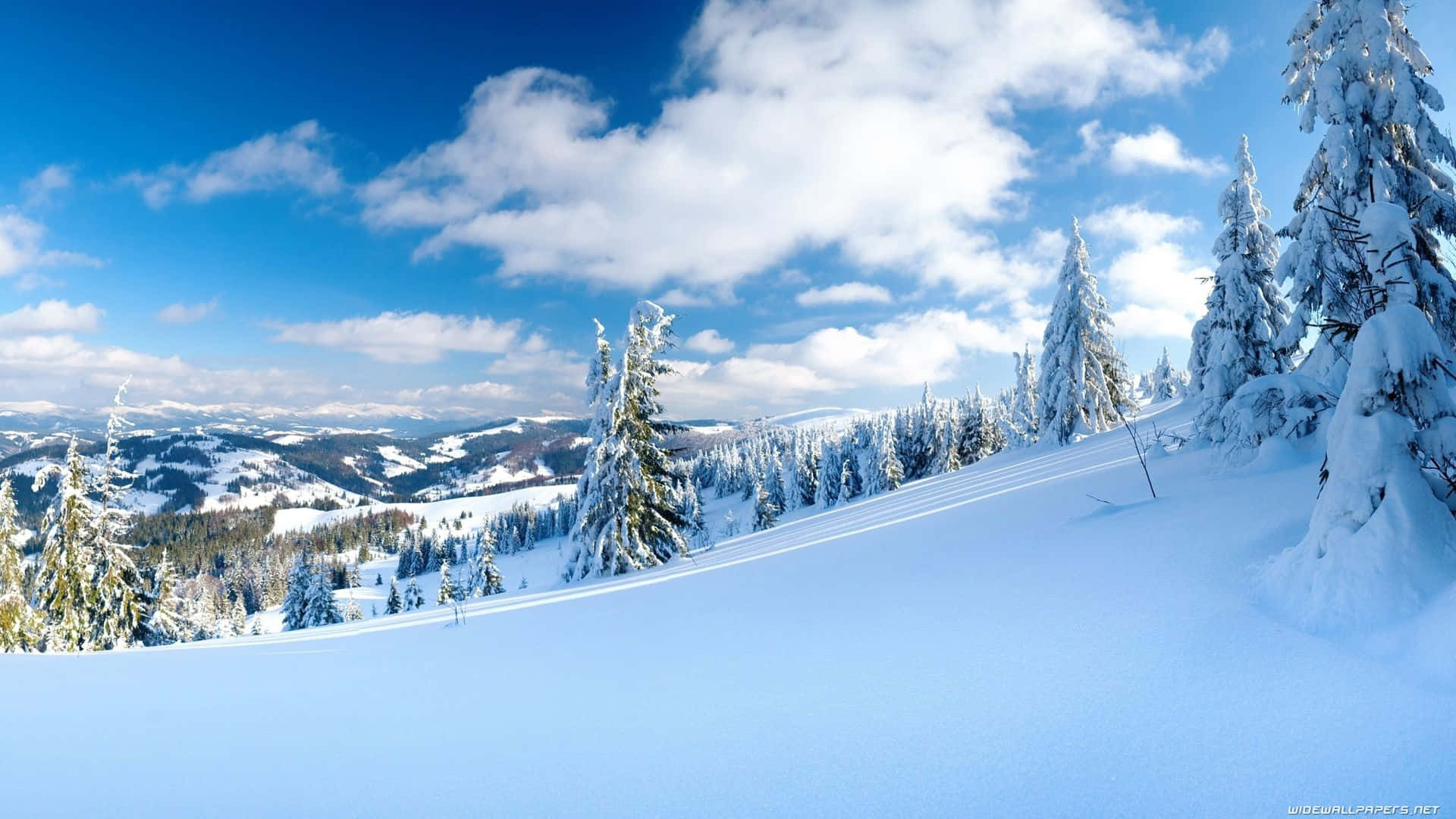 Download Enjoy the peaceful beauty of a natural winter landscape
