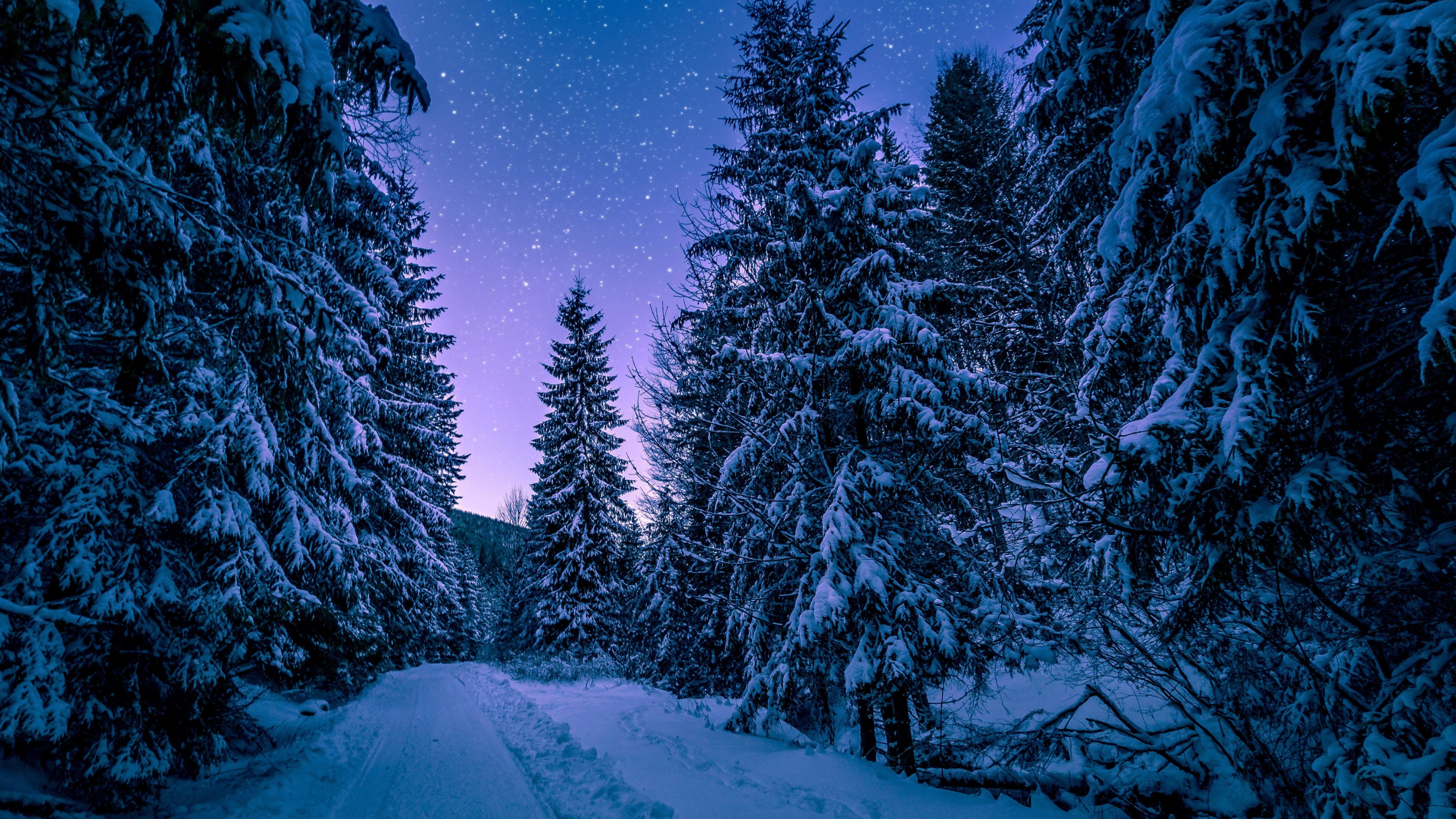 Download wallpaper 2560x1440 winter, night, road though trees, dual wide 16:9 2560x1440 HD background, 10335