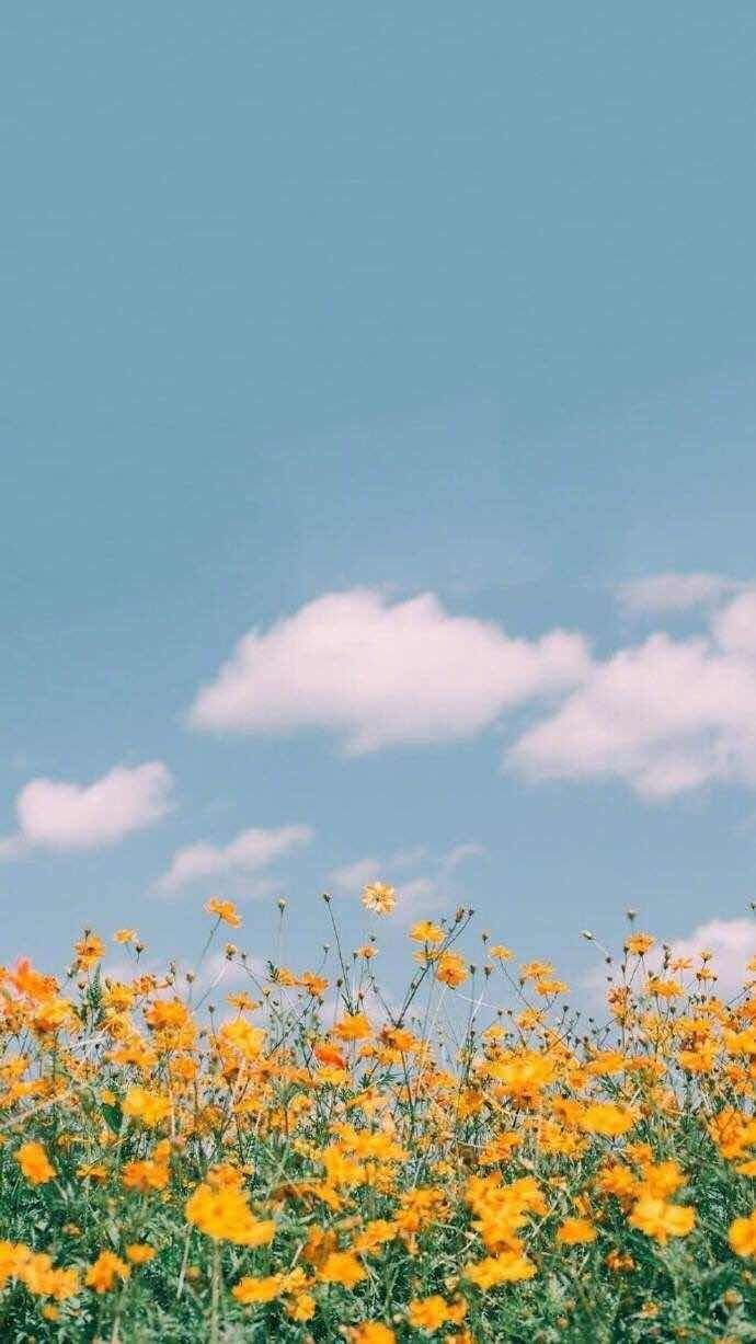 iPhone and Android Wallpaper: Spring Field Wallpaper for iPhone and Android. Scenery wallpaper, Field wallpaper, Nature wallpaper