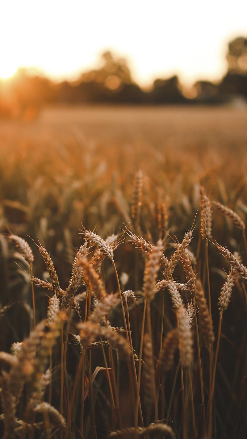 Corn Wallpaper Image. Free Photo