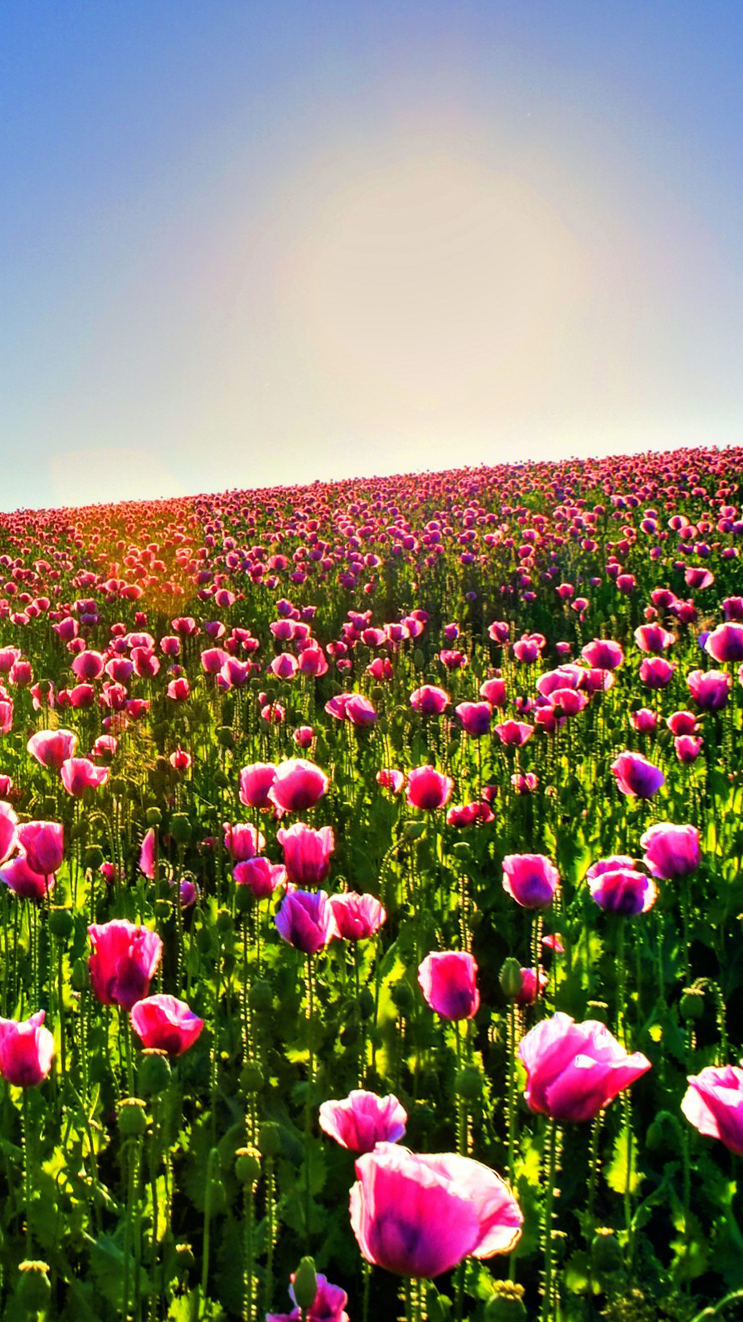 Flower Fields Wallpaper for Phone
