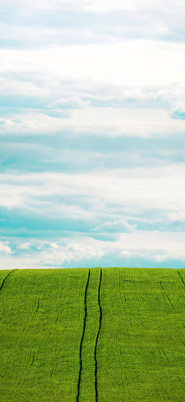 Green Barley Field 4K Phone Wallpaper