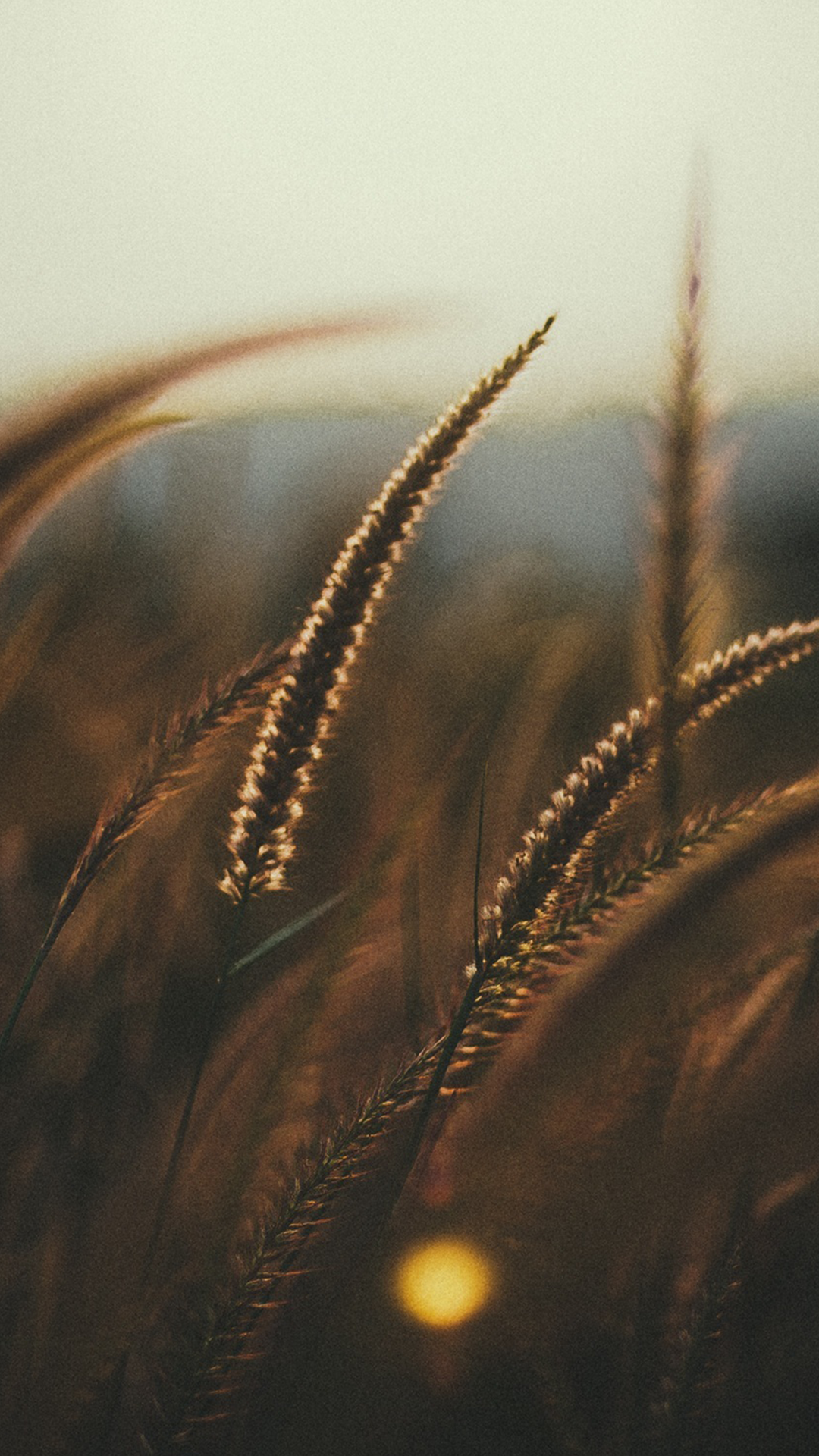 Wheat Field Sunset iPhone Background