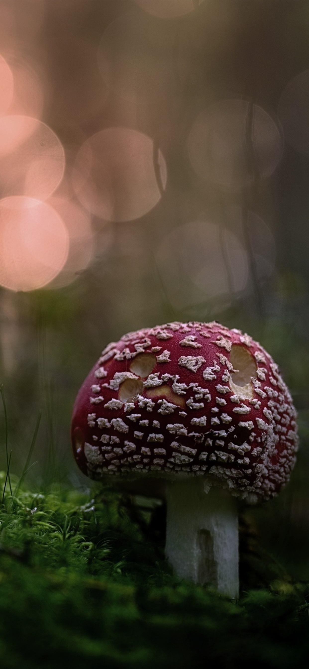 Mushroom iPhone XS MAX HD 4k Wallpaper, Image, Background, Photo and Picture