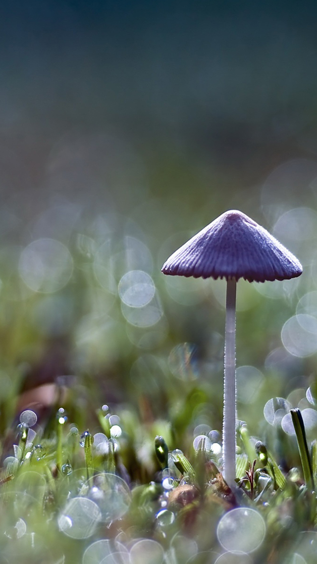 Best Mushroom iPhone HD Wallpaper