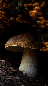 Mushroom Iphone 8 7 6s 6 For Parallax Wallpaper Hd, Desktop Background 938x1668, Image And Picture