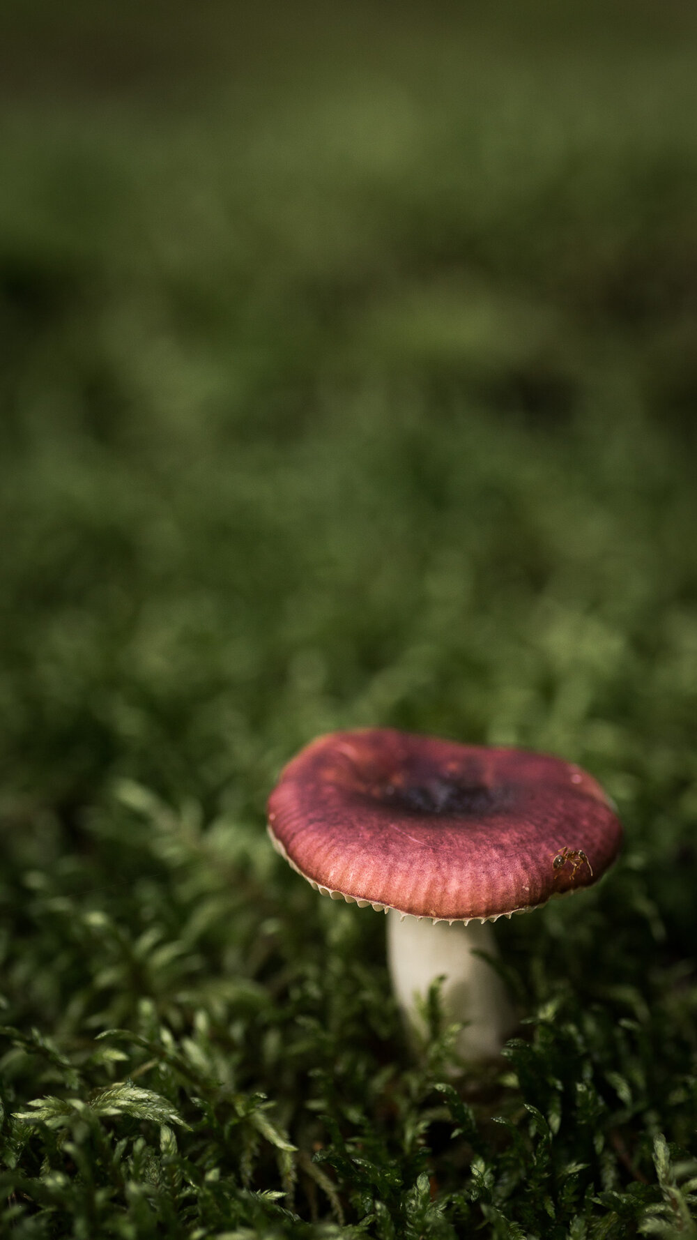 Mason Unrau Market. Mushroom Mobile Wallpaper