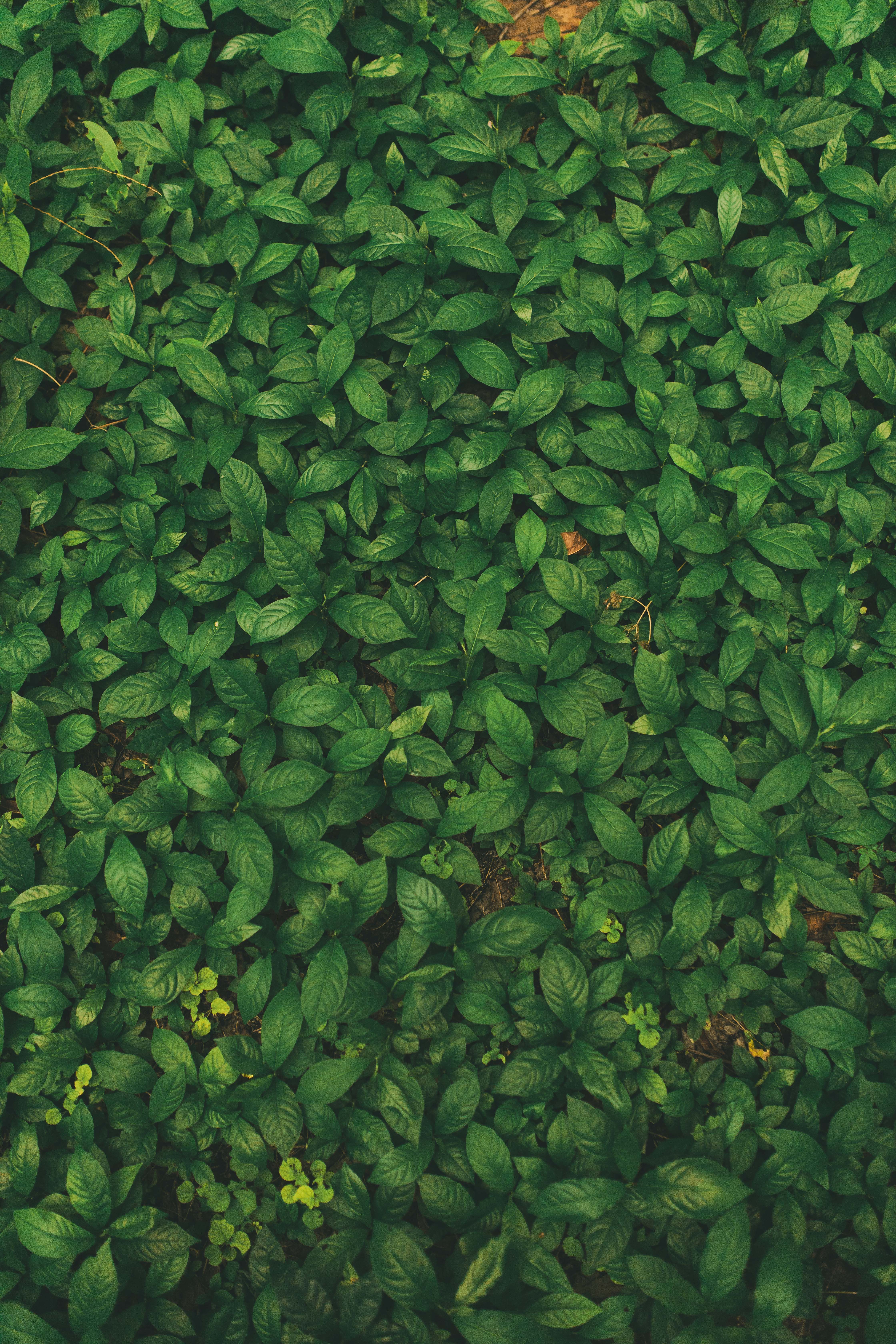 Download Leaves wallpaper for mobile phone, free Leaves HD picture