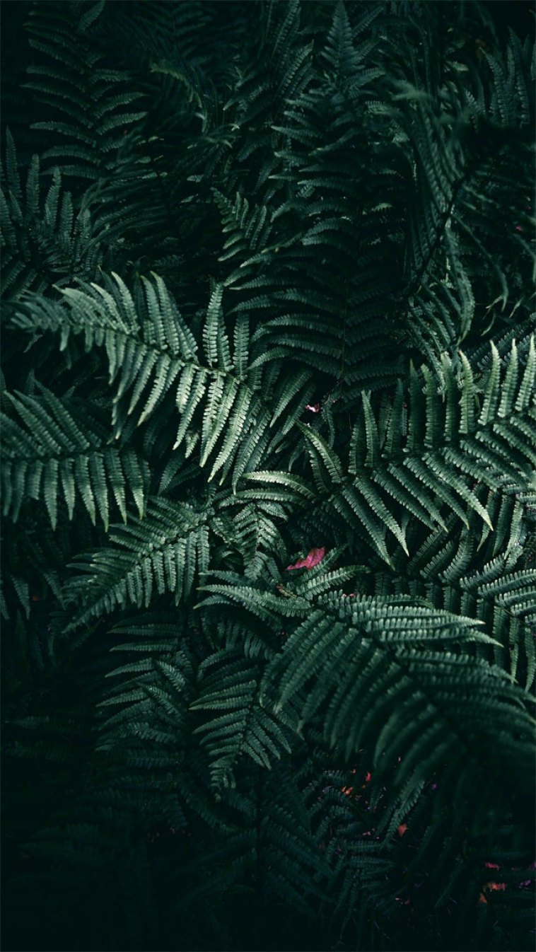 Tropical Leaves, Botanicals, Leaf Phone Wallpaper