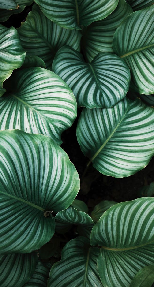 Looking for beautiful iPhone X wallpaper that have a calming affect, then check out these tropical leaves, bota. Piante da appartamento, Piante, Piante tropicali
