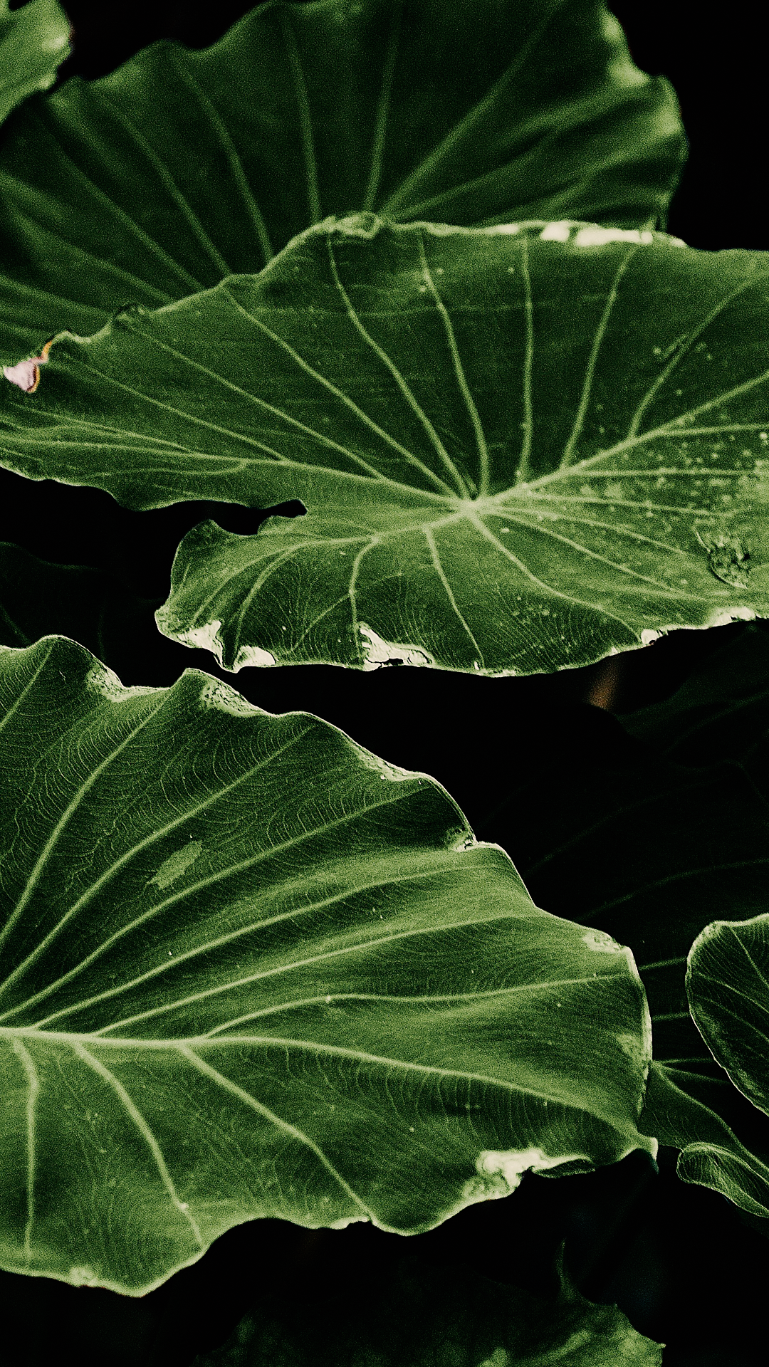 Green Leaves Mobile Phone Wallpaper