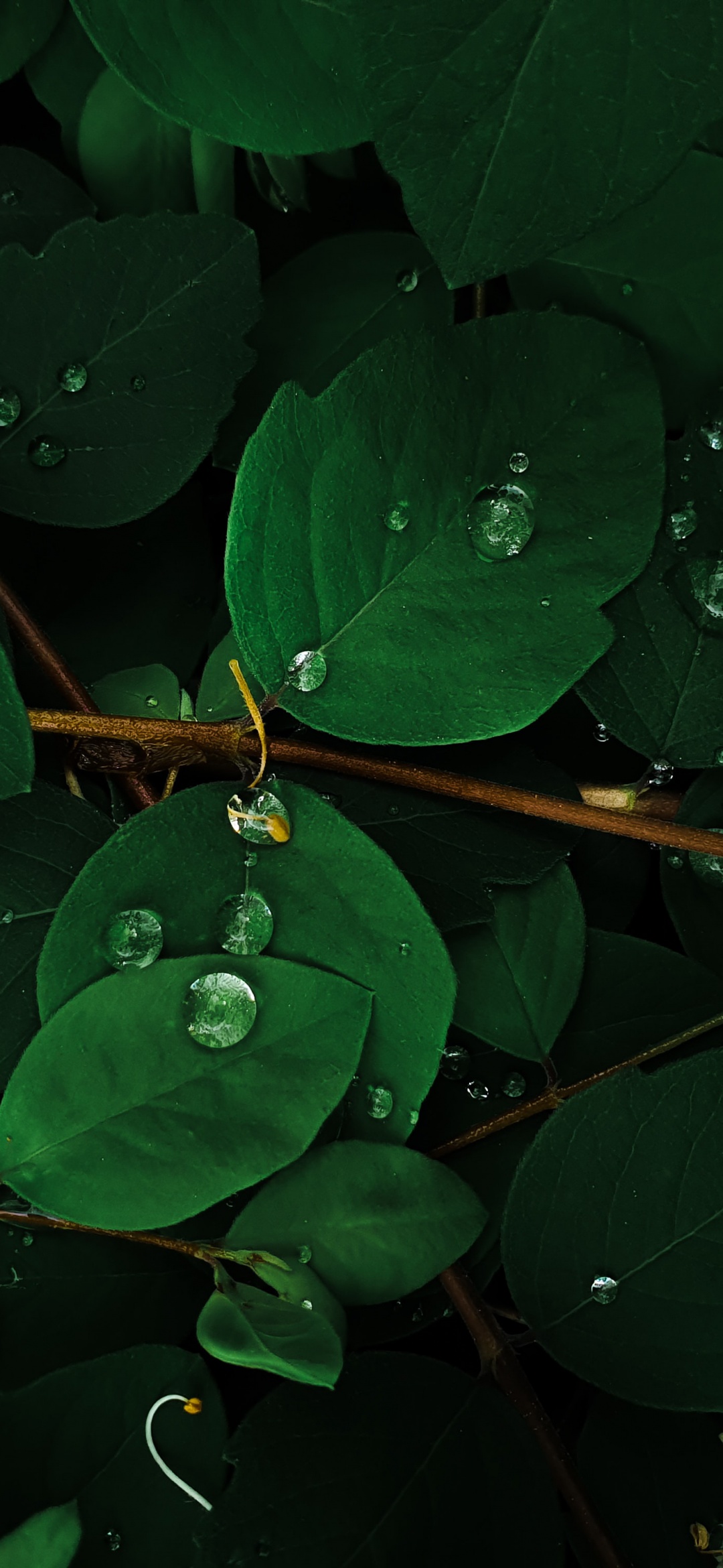 Green leaves Wallpaper 4K, Rain droplets, Macro, Plant