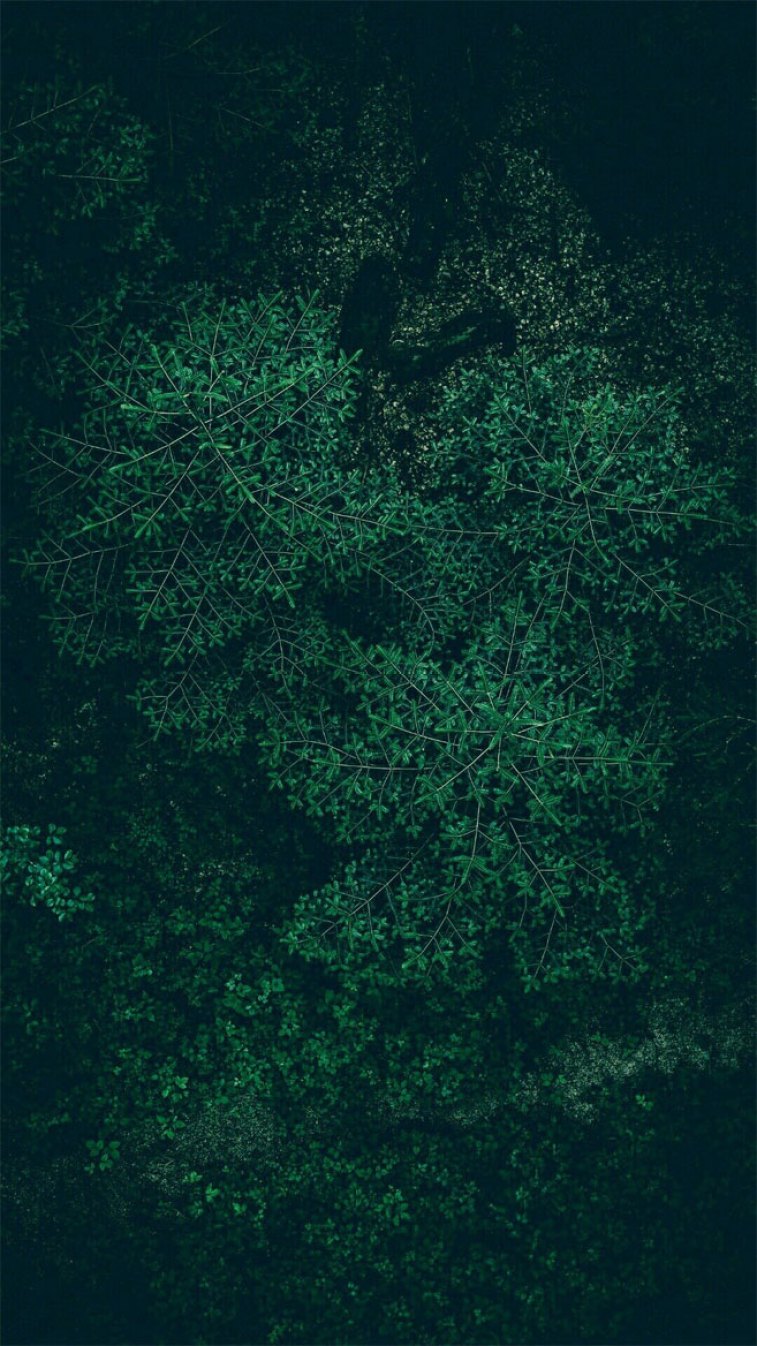 Tropical Leaves, Botanicals, Leaf Phone Wallpaper