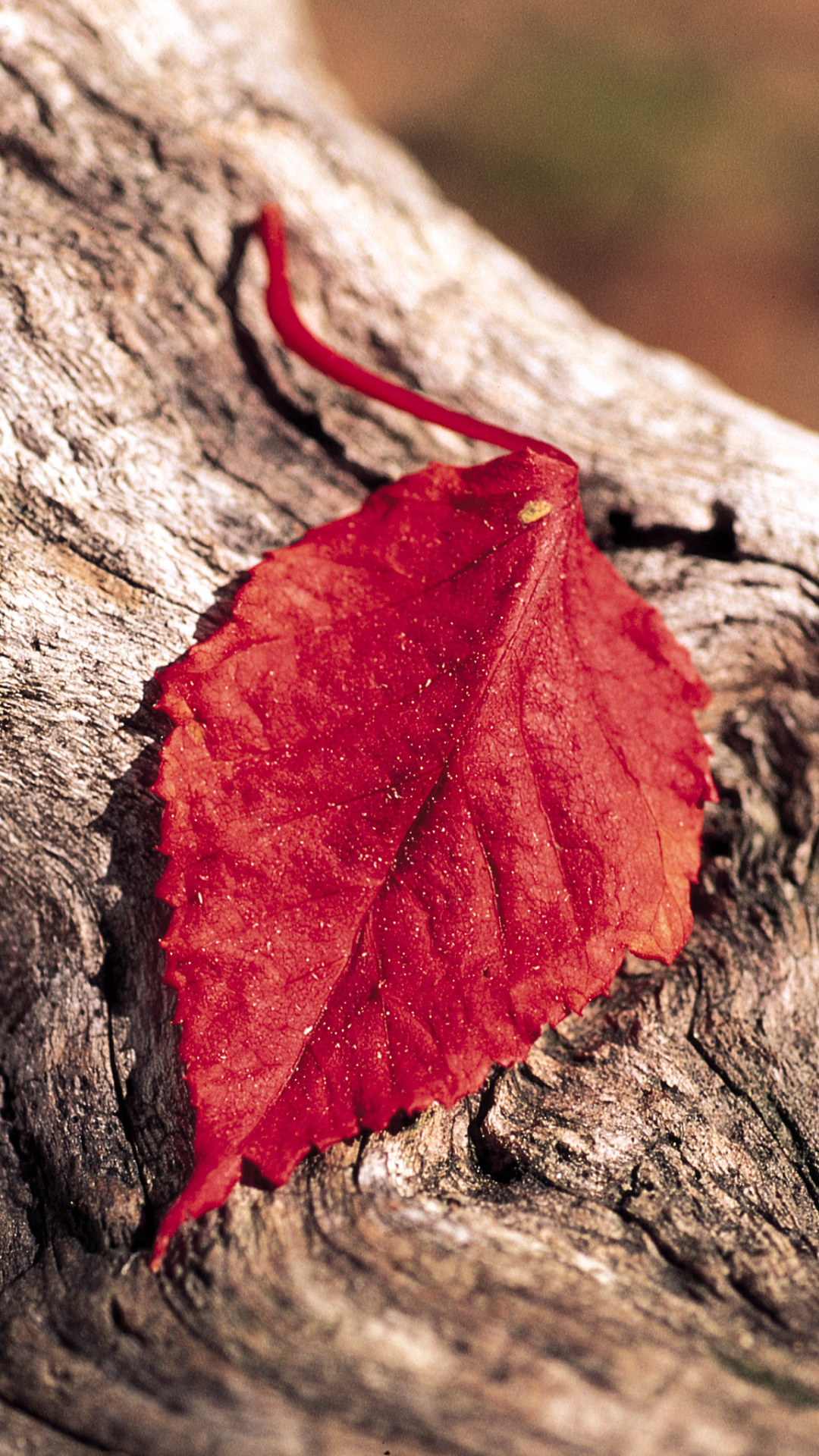 Leaf Phone Wallpaper