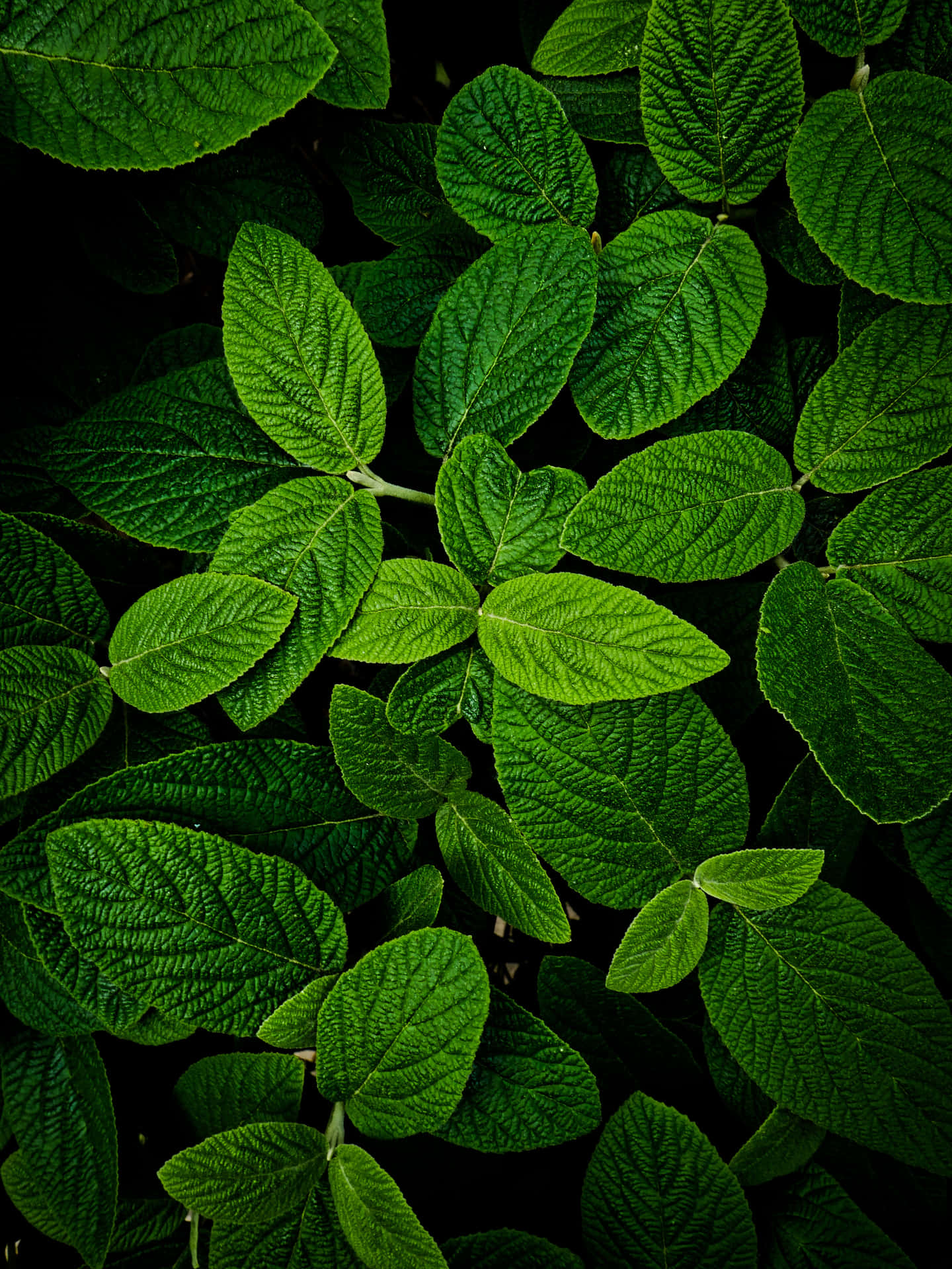 Download Quaint Leaves Green Phone Wallpaper