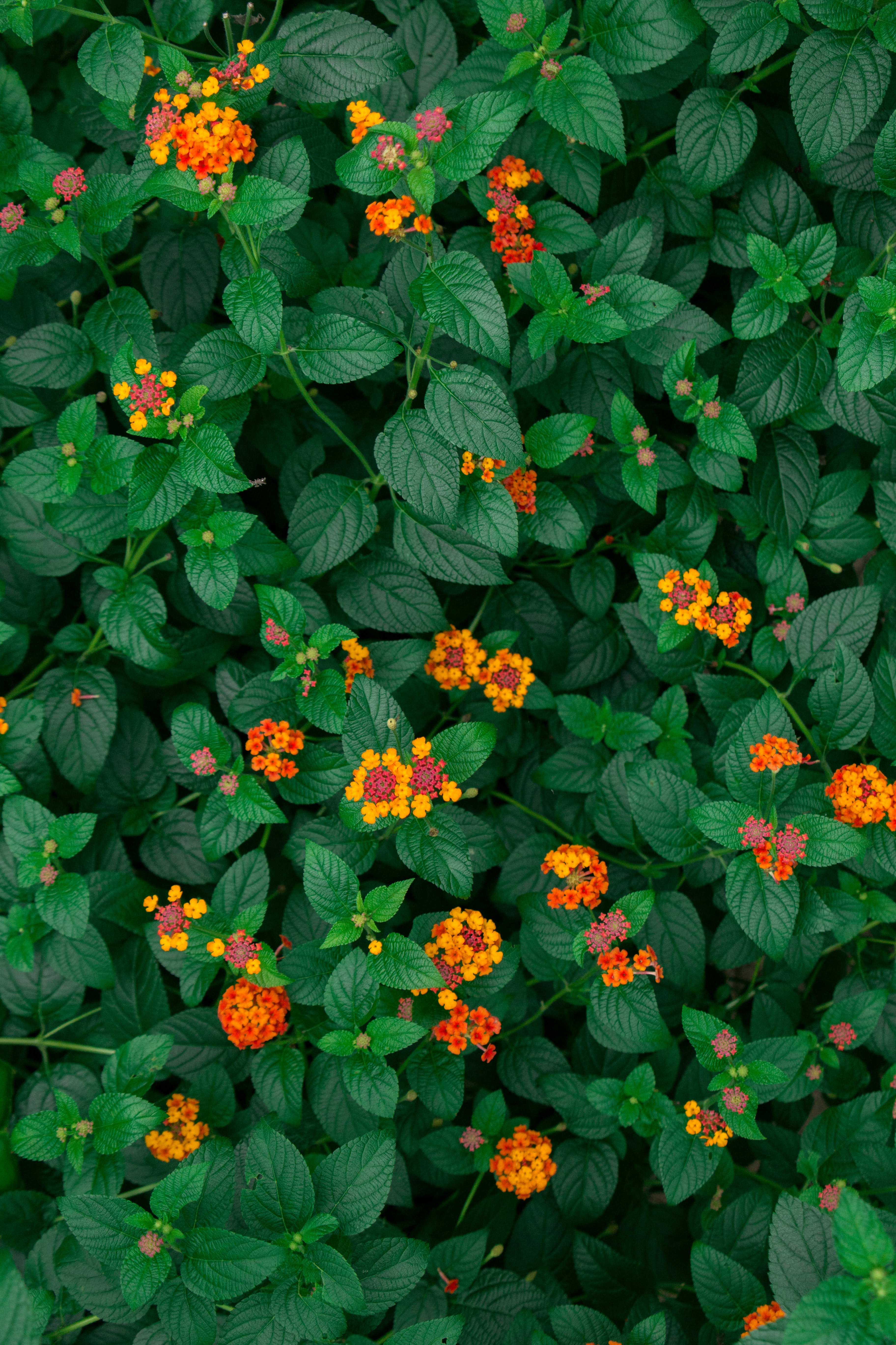 Download Leaves wallpaper for mobile phone, free Leaves HD picture