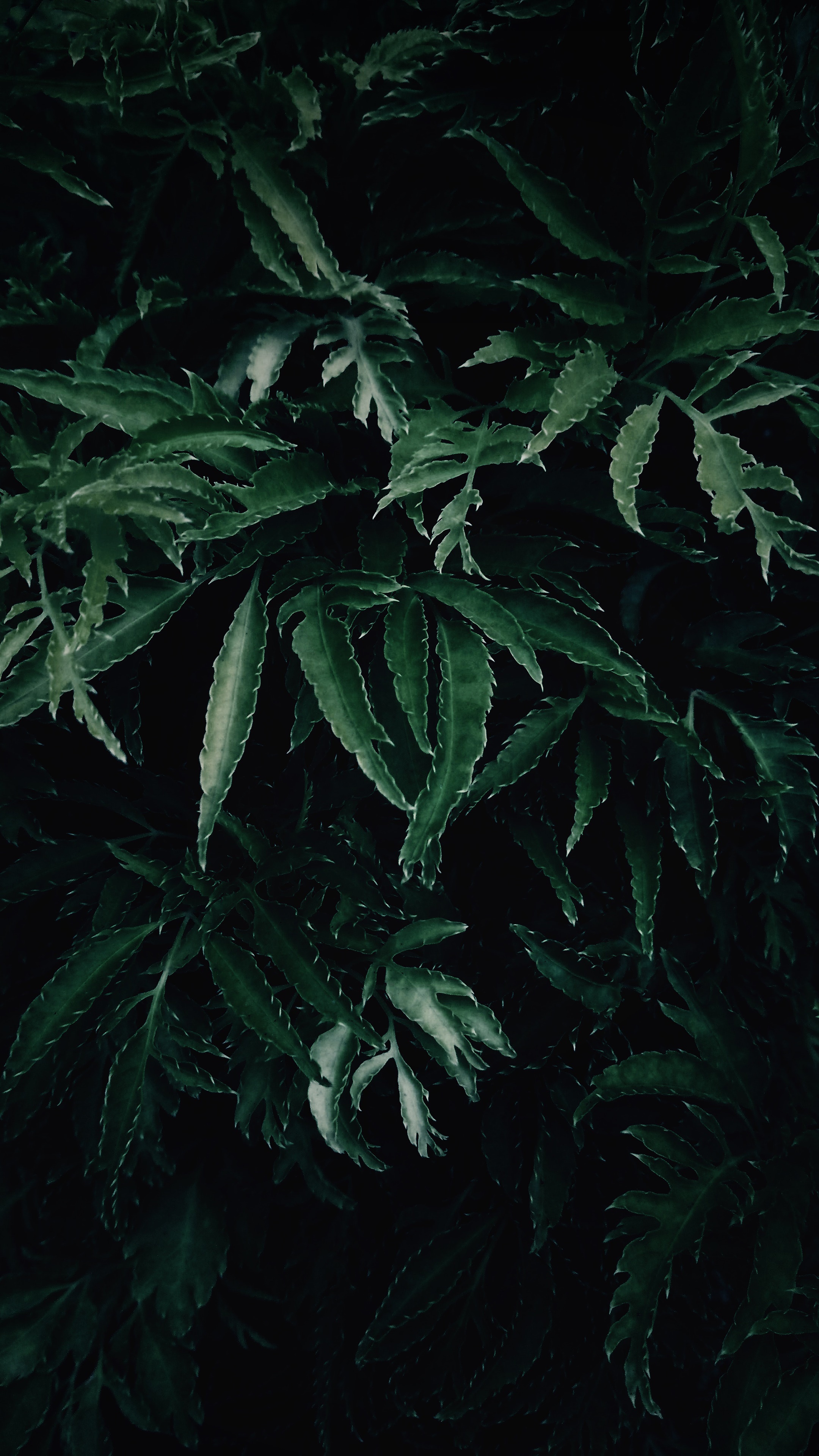 Leaf phone wallpaper 1080P, 2k, 4k Full HD Wallpaper, Background Free Download