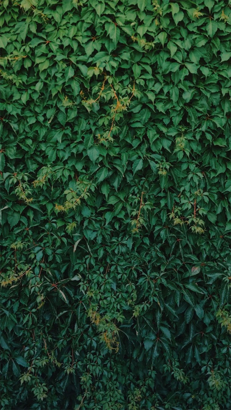 Tropical Leaves, Botanicals, Leaf Phone Wallpaper