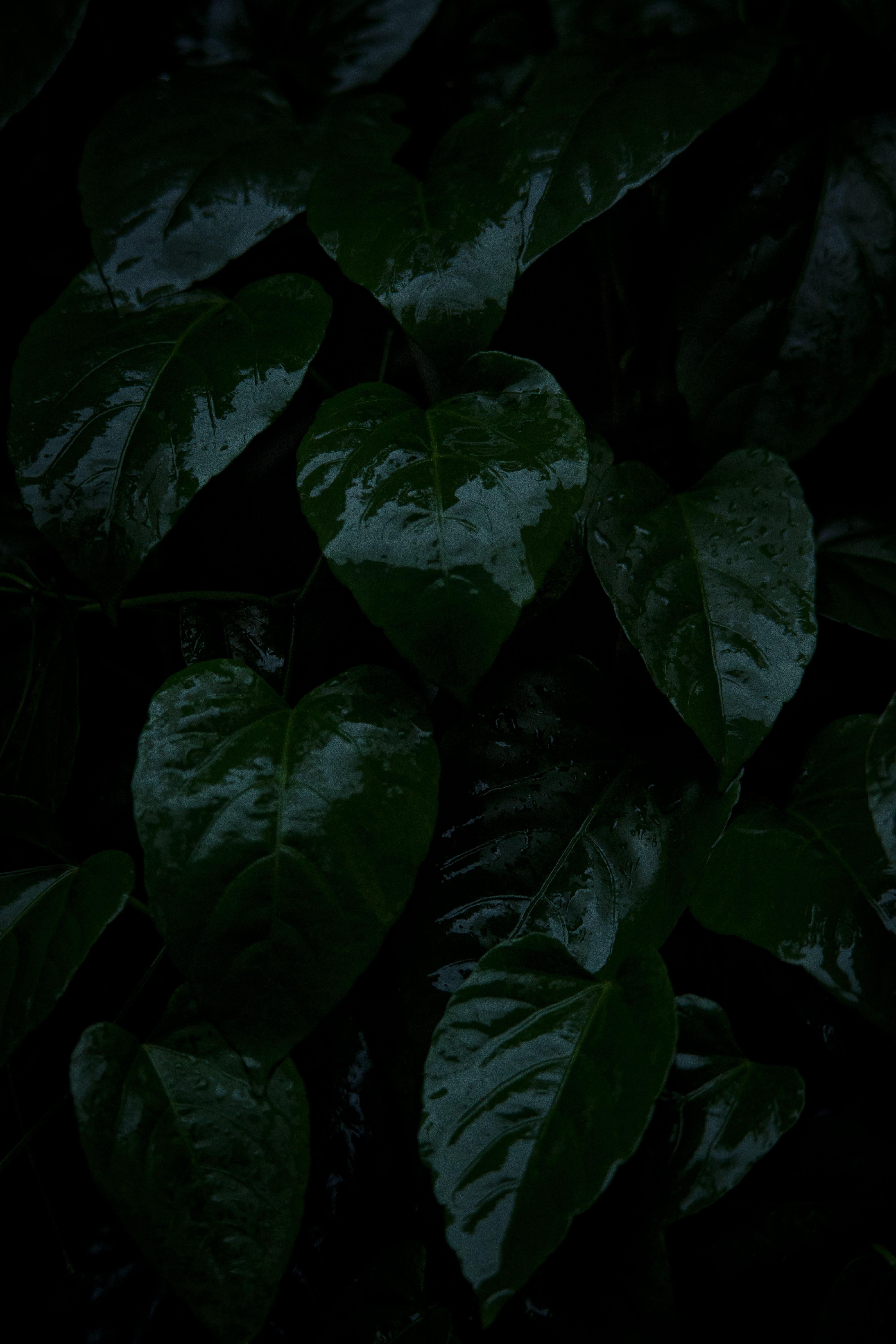 Close Up Photo Of Green Fern Leaf · Free