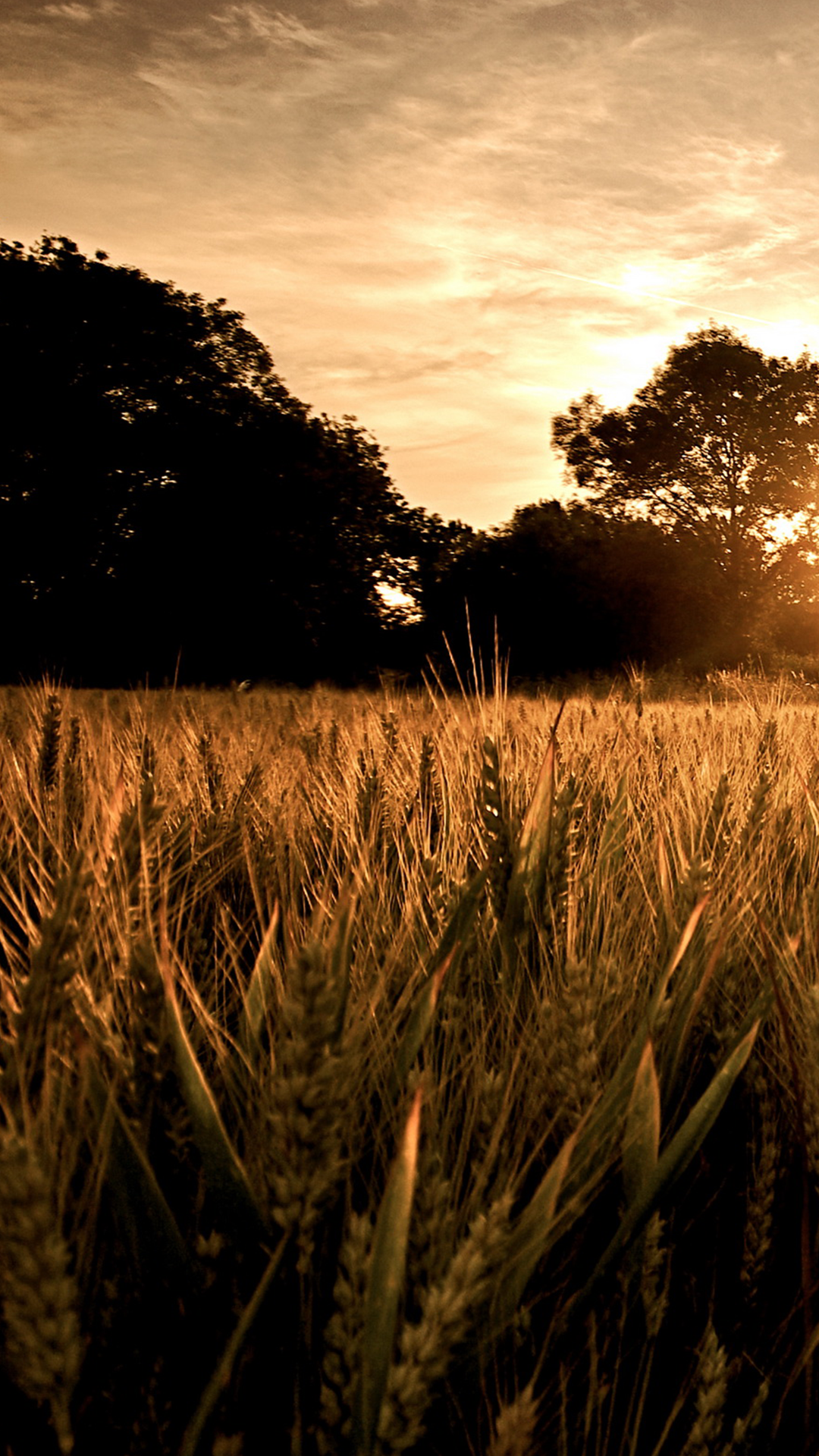 Wheat Land iPhone Background