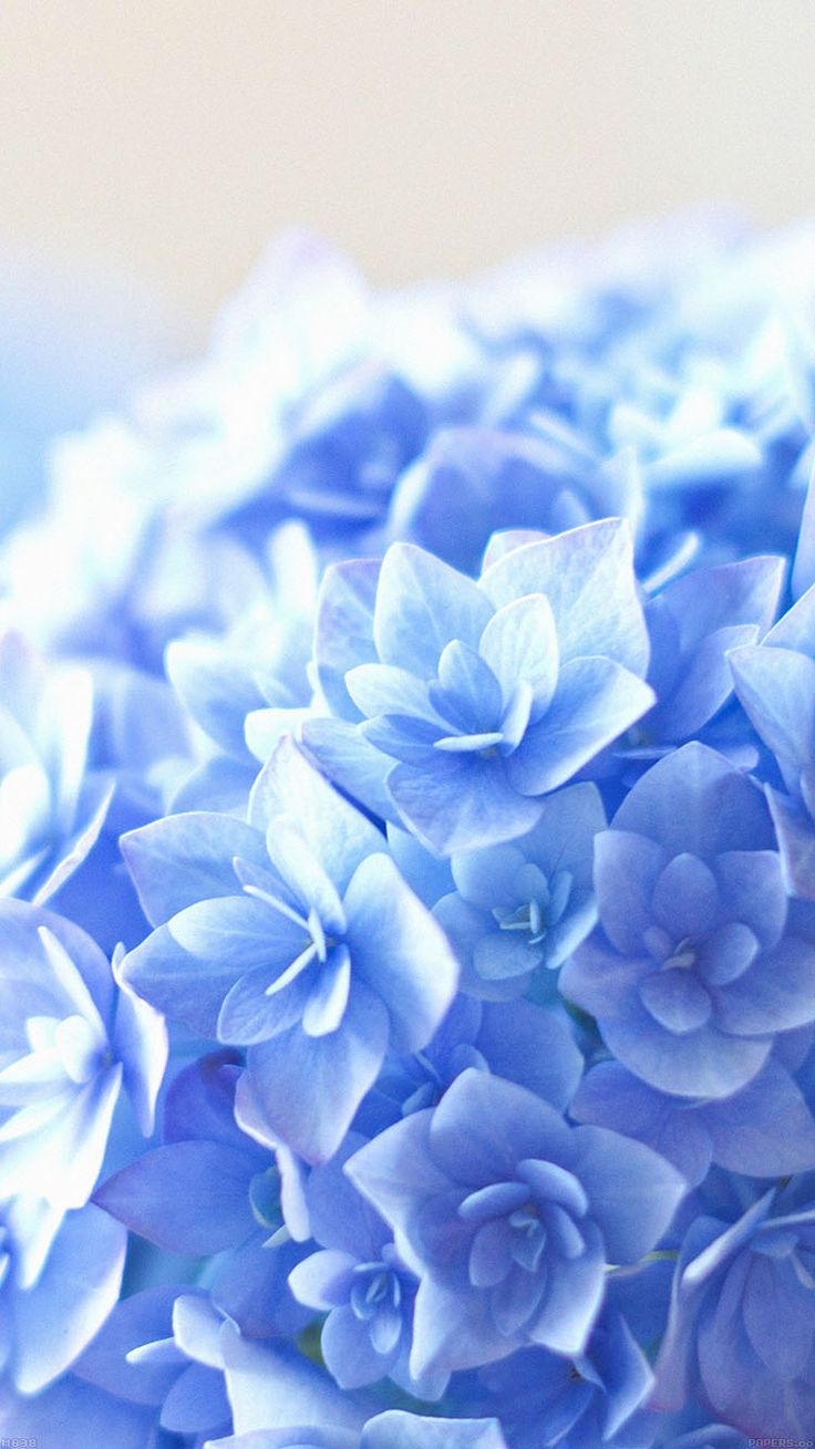 blue flower wallpaper for iphone. Flower iphone wallpaper, Flower background iphone, Blue flower wallpaper