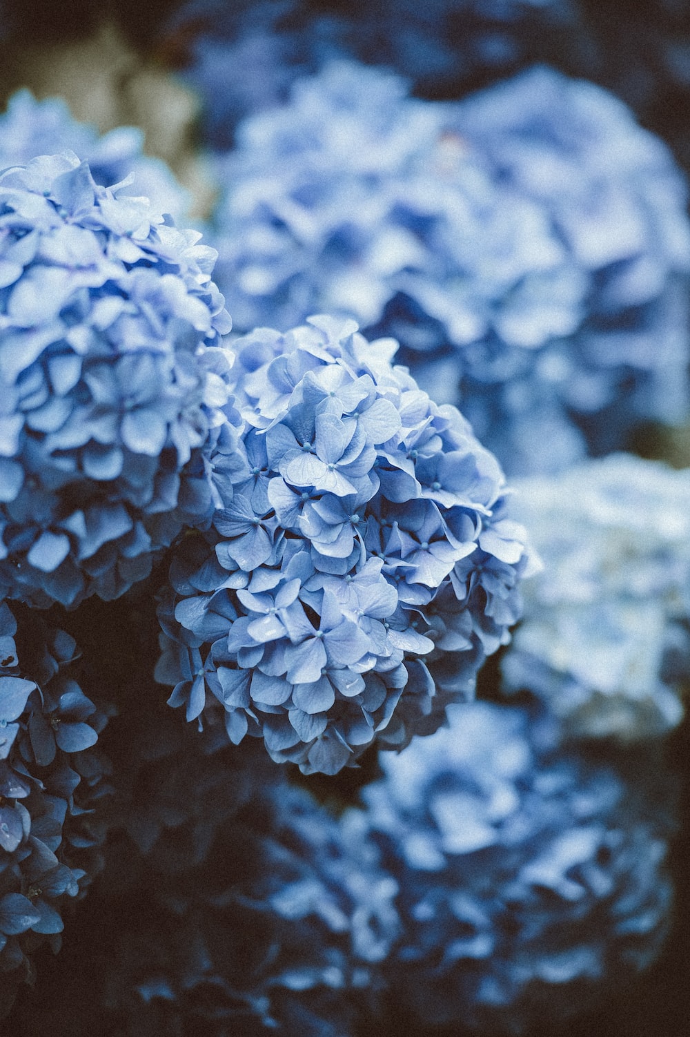 Blue flowers photo