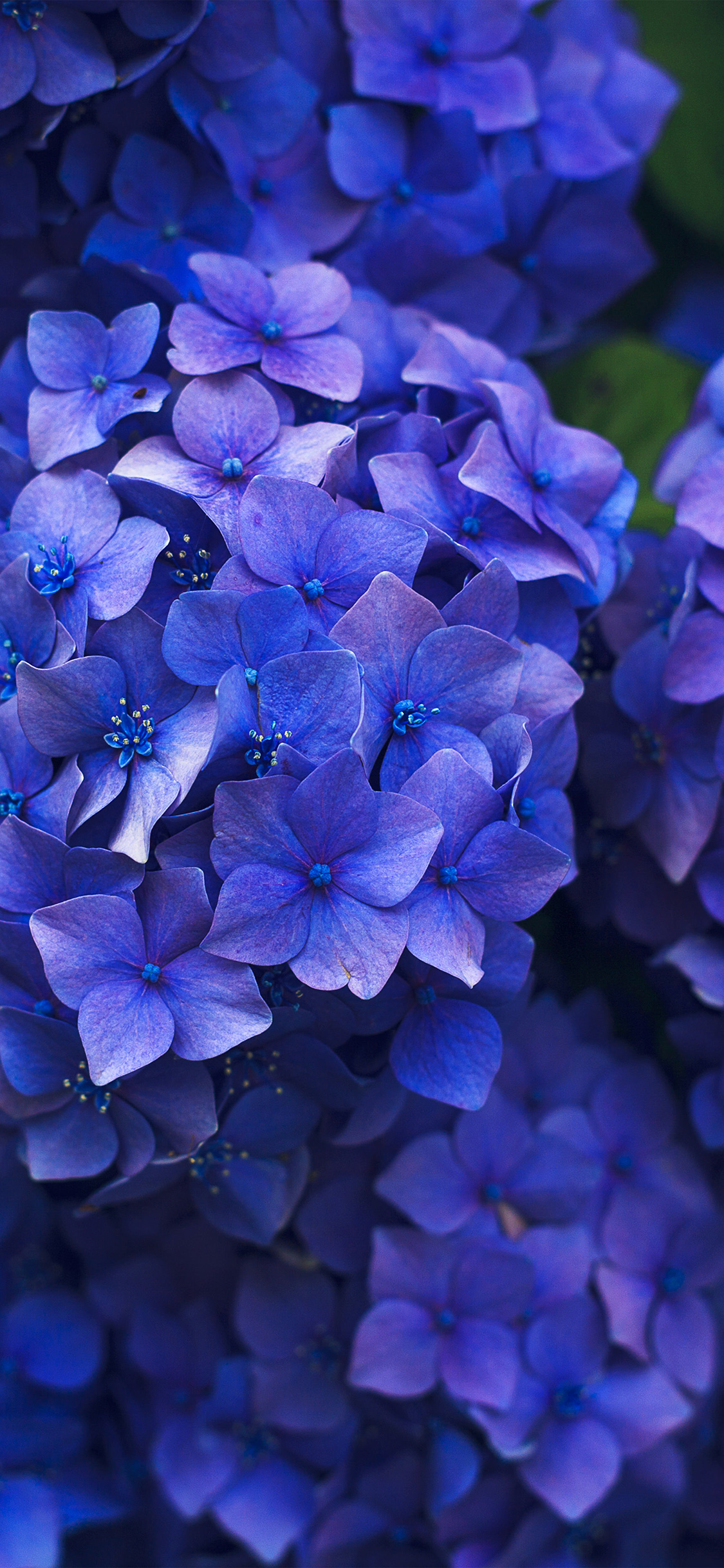 Flower Spring Blue Purple Nature Wallpaper