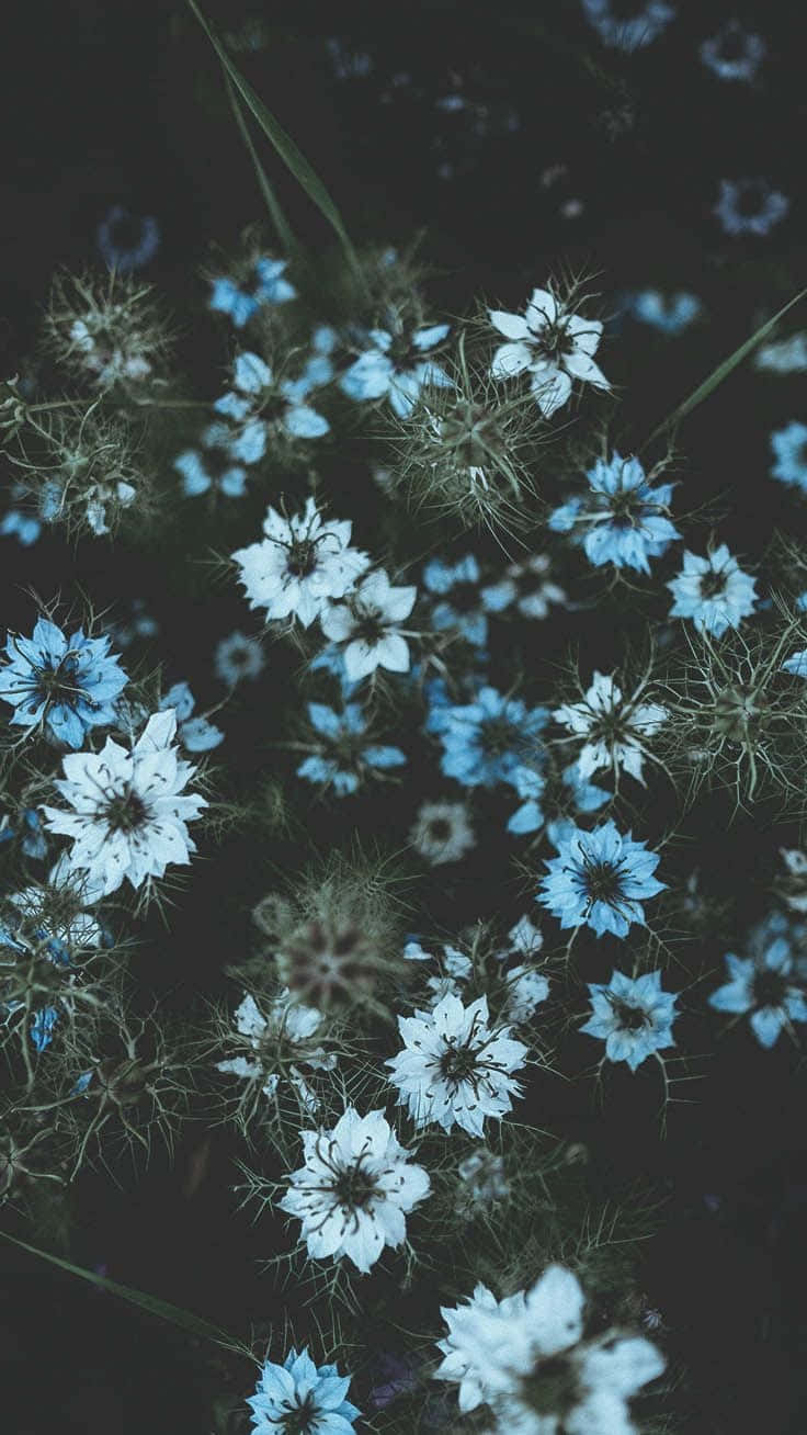 Download Blue Flowers In The Dark Wallpaper