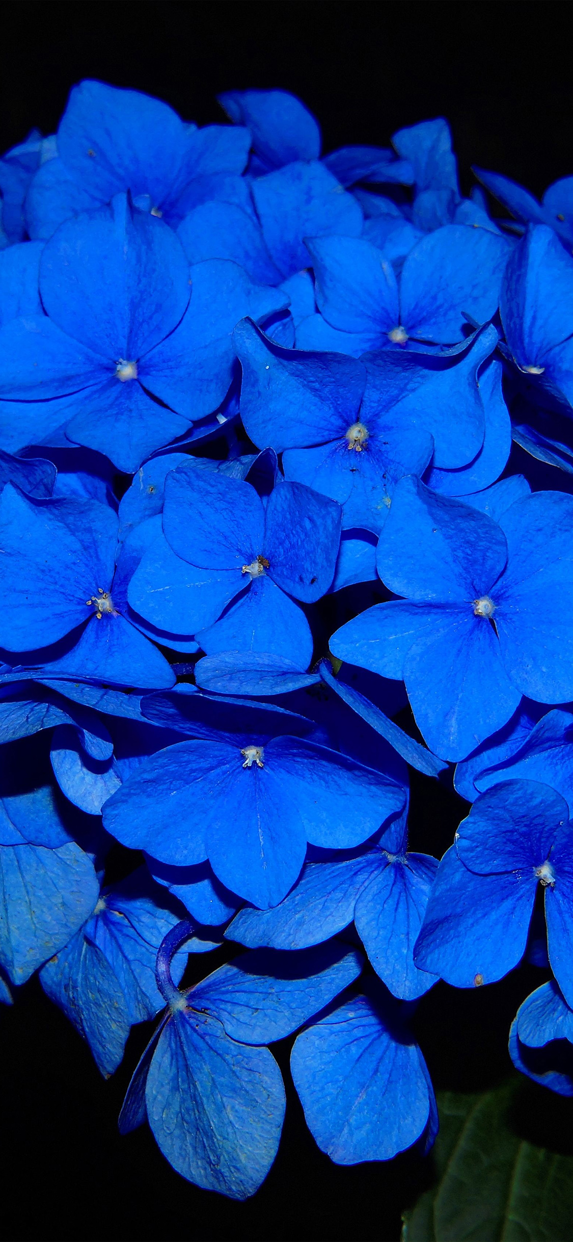 iPhone X wallpaper. hydrangea blossom flower blue dark nature