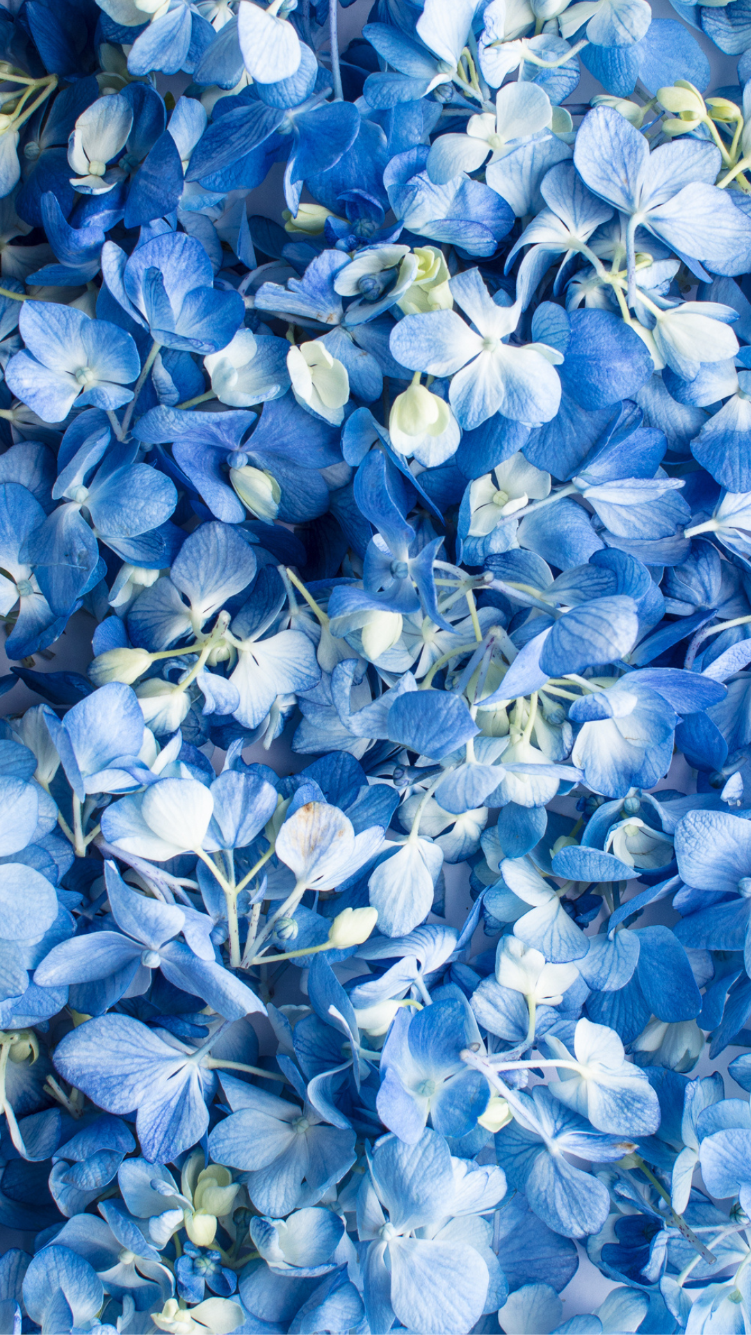 Floral Desktop and iPhone Background