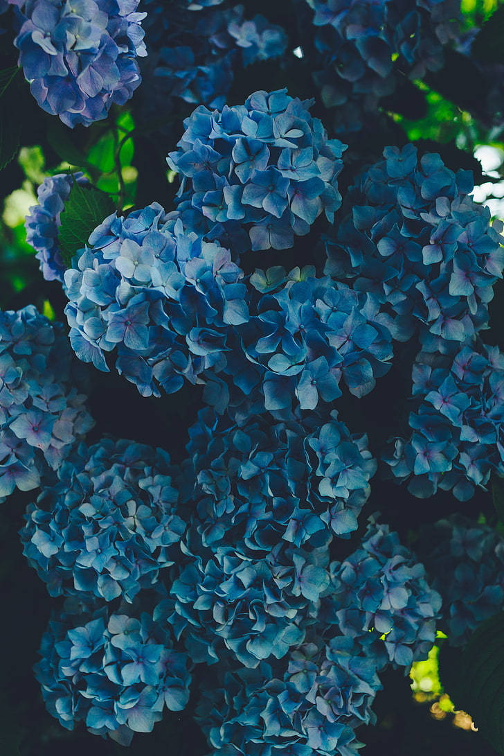 Download Bunch Of Blue Flower iPhone Wallpaper