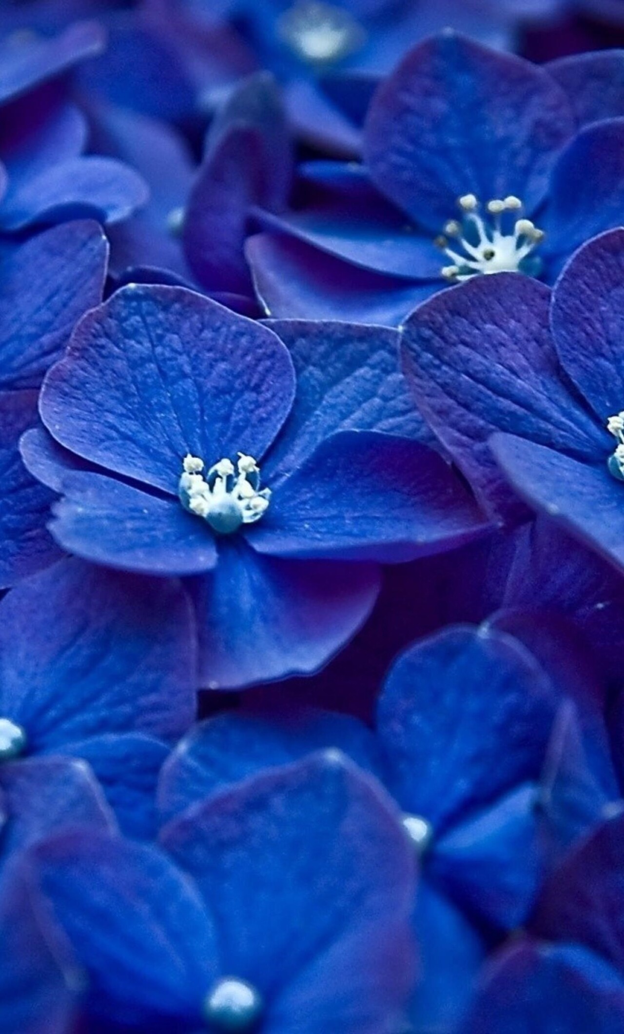 Hydrangea Blue Flower iPhone HD 4k Wallpaper, Image, Background, Photo and Picture
