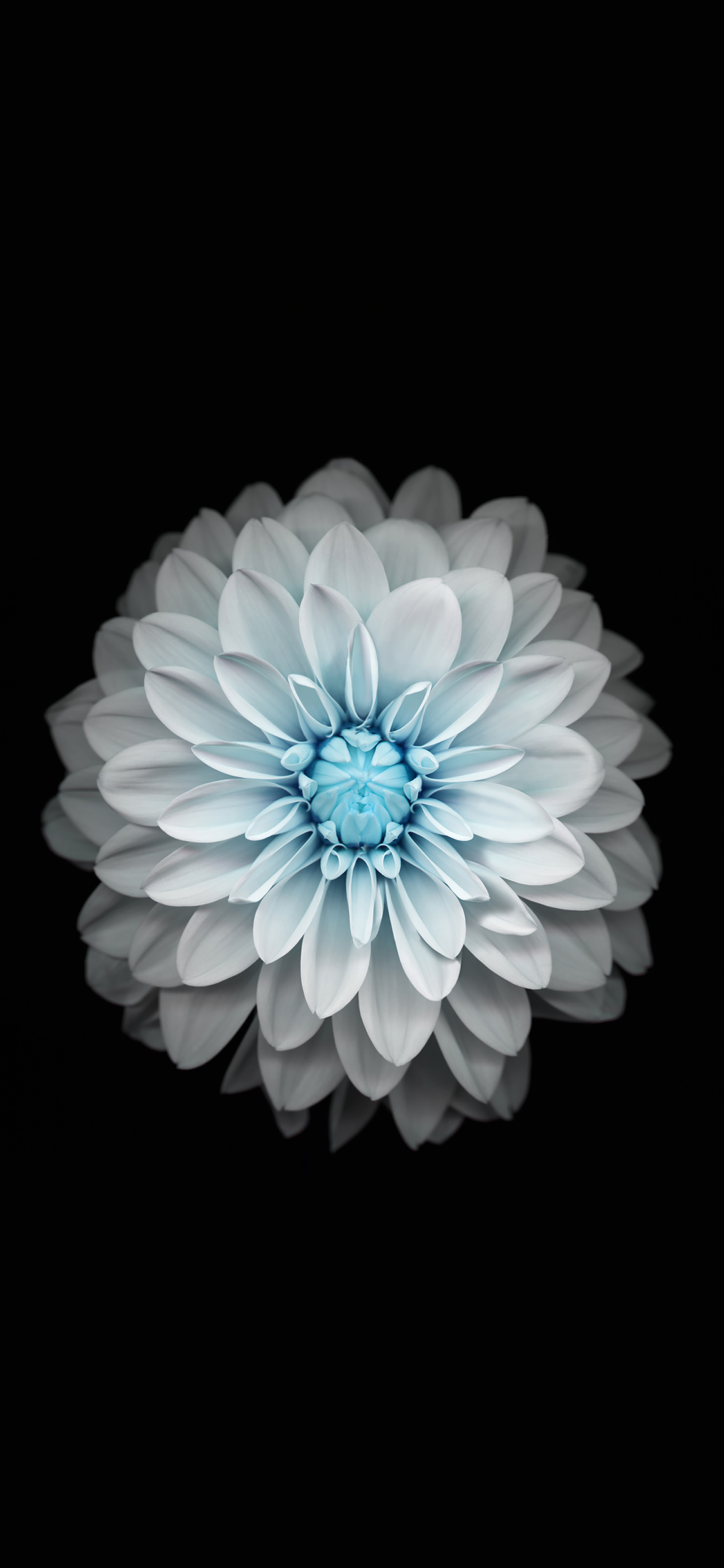 Wallpaper Apple Iphone6 Plus Ios8 Flower Blue Wallpaper