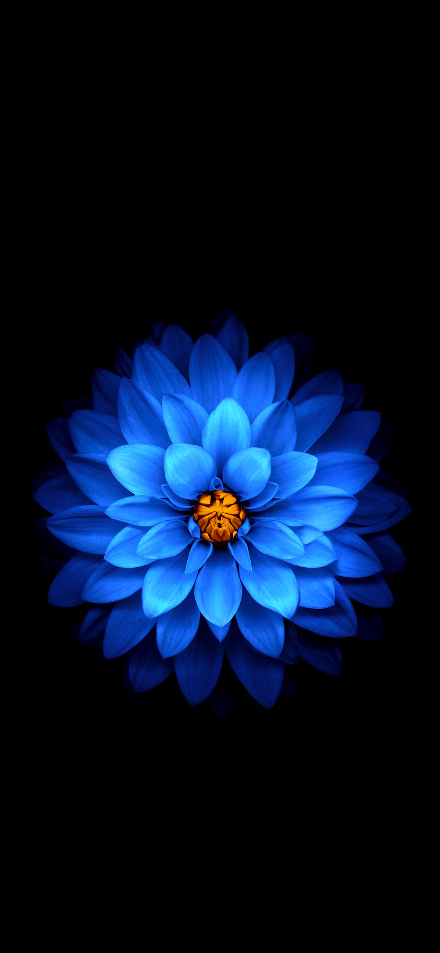 Blue Flower
