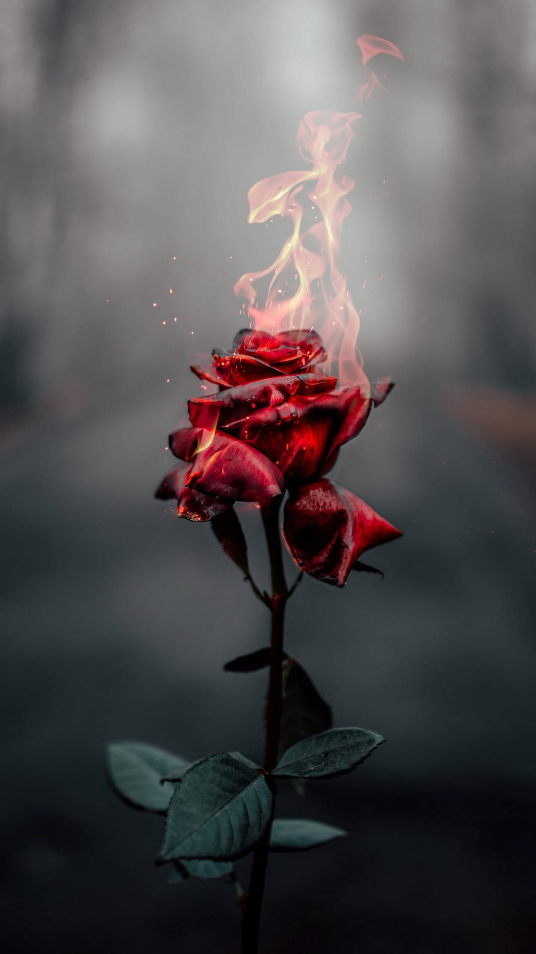 Download iPhone 12 Pro Max Burning Rose Wallpaper