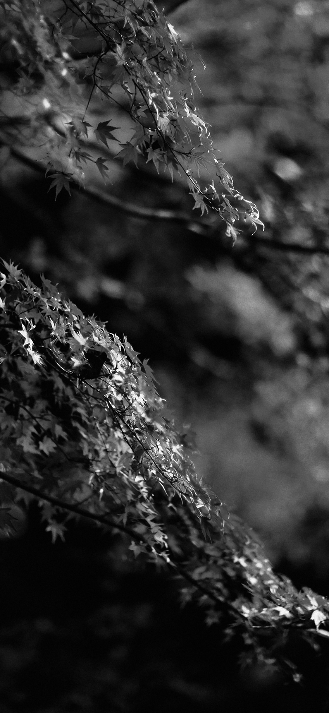 Japanese Maple Tree Fall Nature
