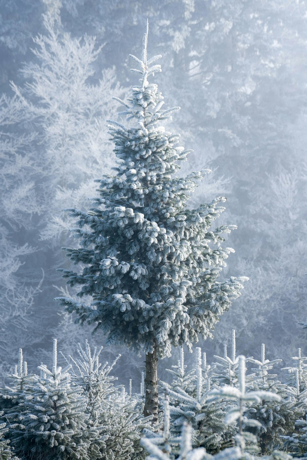 Snow Tree Picture. Download Free Image
