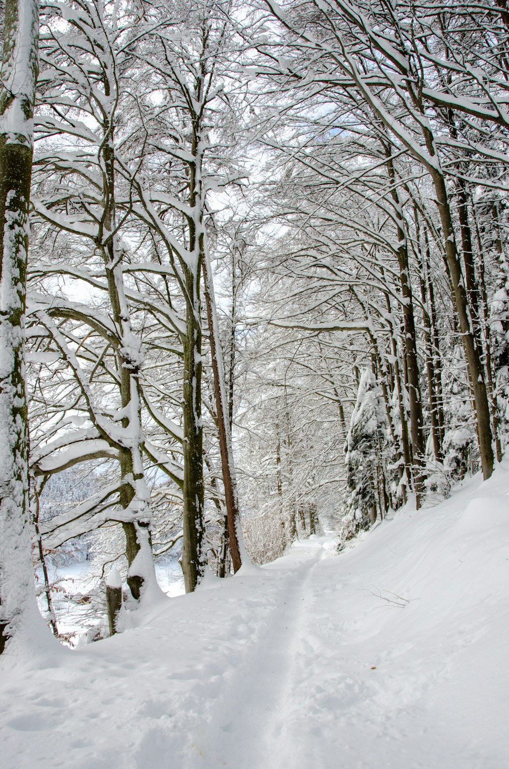 Snow covered trees during daytime photo