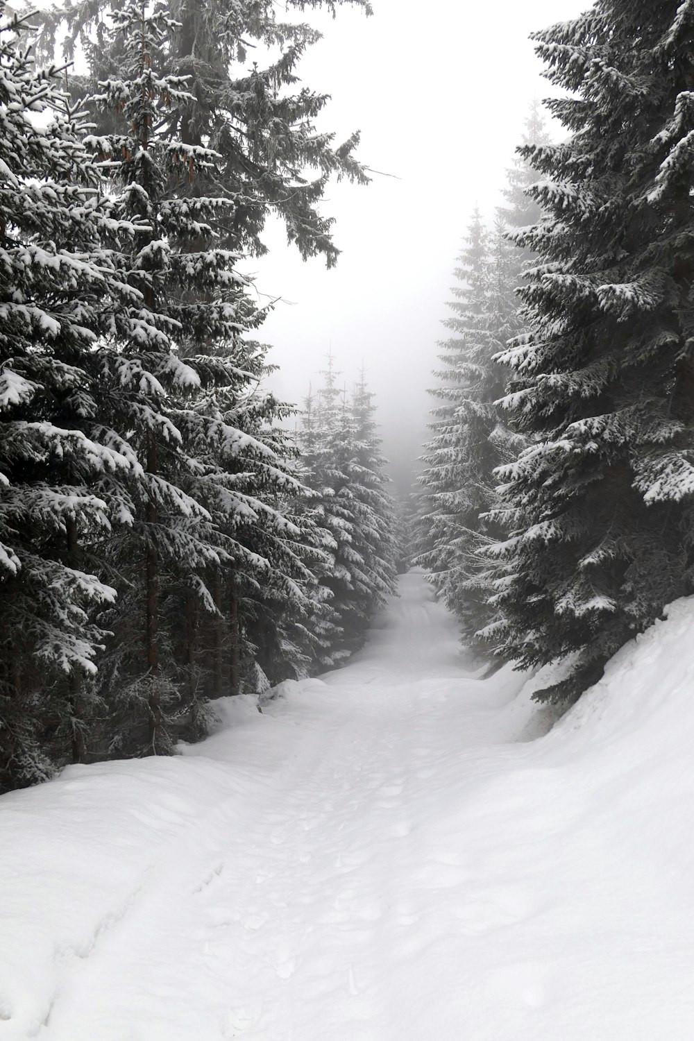 Snow Forest Picture. Download Free Image