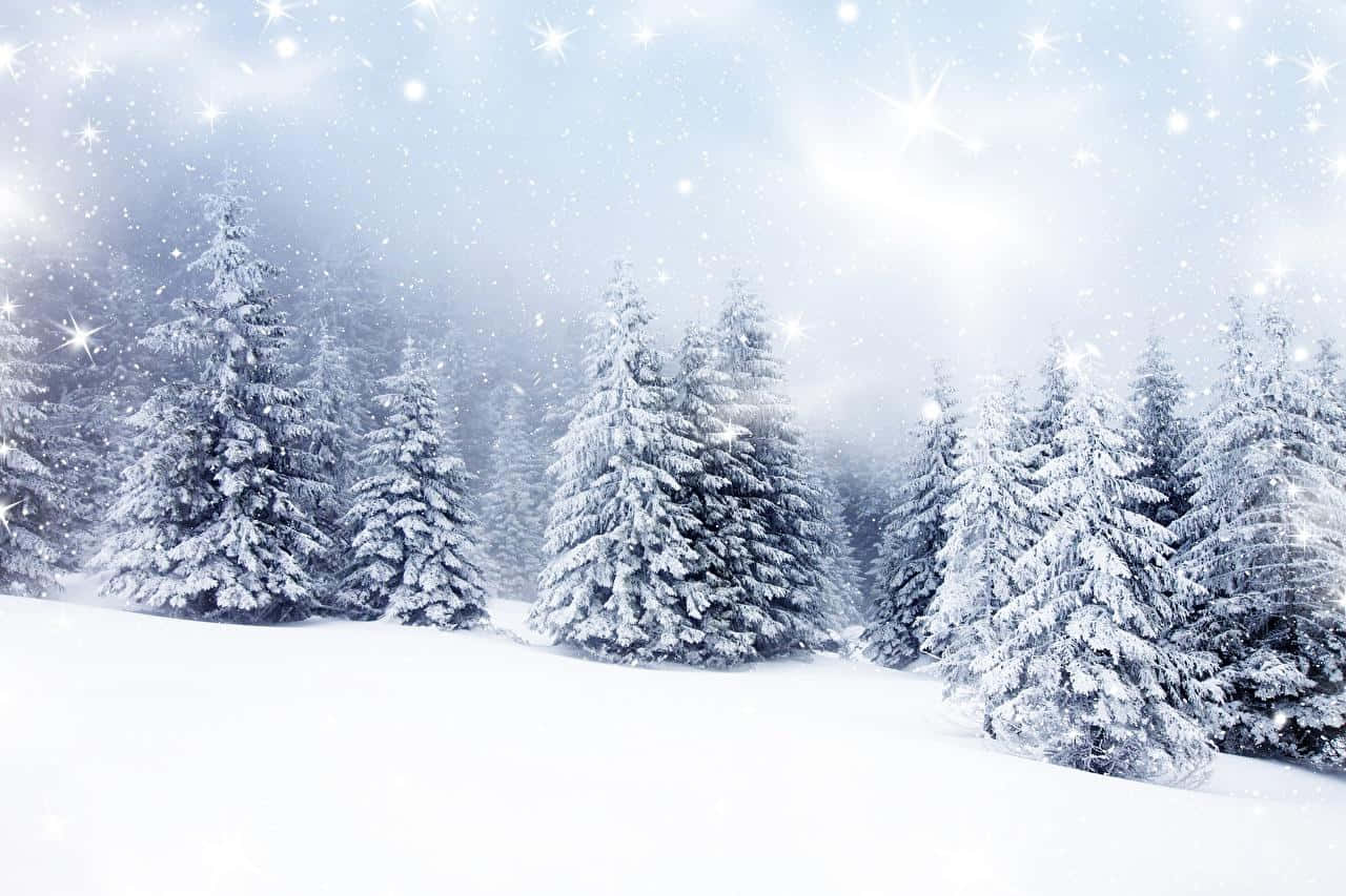 Snow Trees Wallpaper