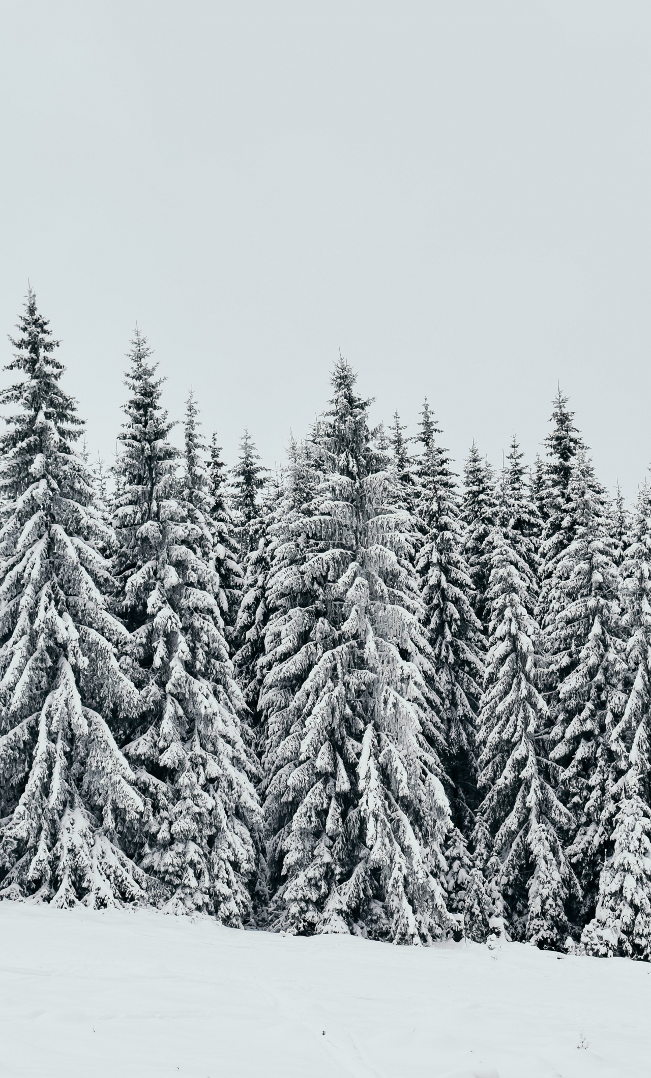 Download wallpaper 1280x2120 white, snow layer, pine trees, nature, iphone 6 plus, 1280x2120 HD background, 18001