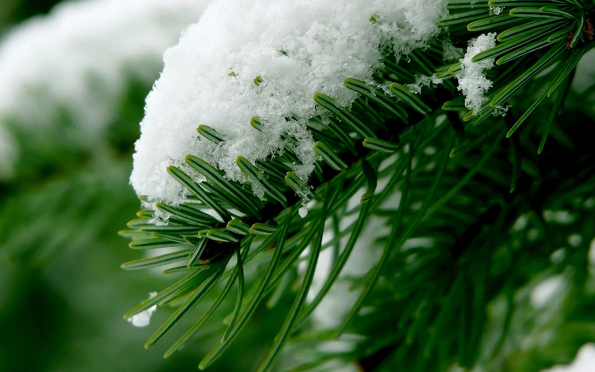 Snow over pine tree wallpaperx1200
